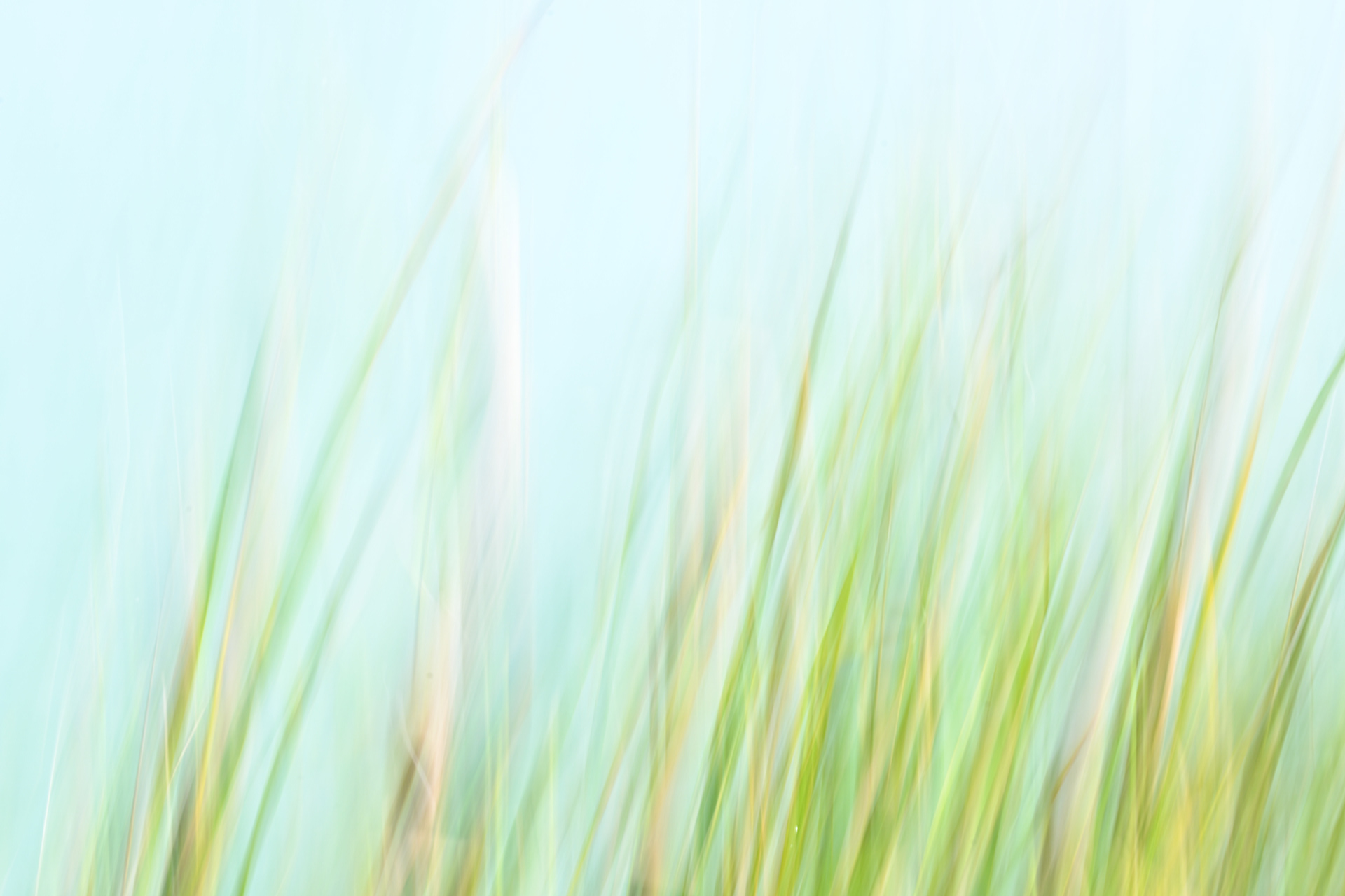 Intentional Camera Movement - Lakeside Reeds