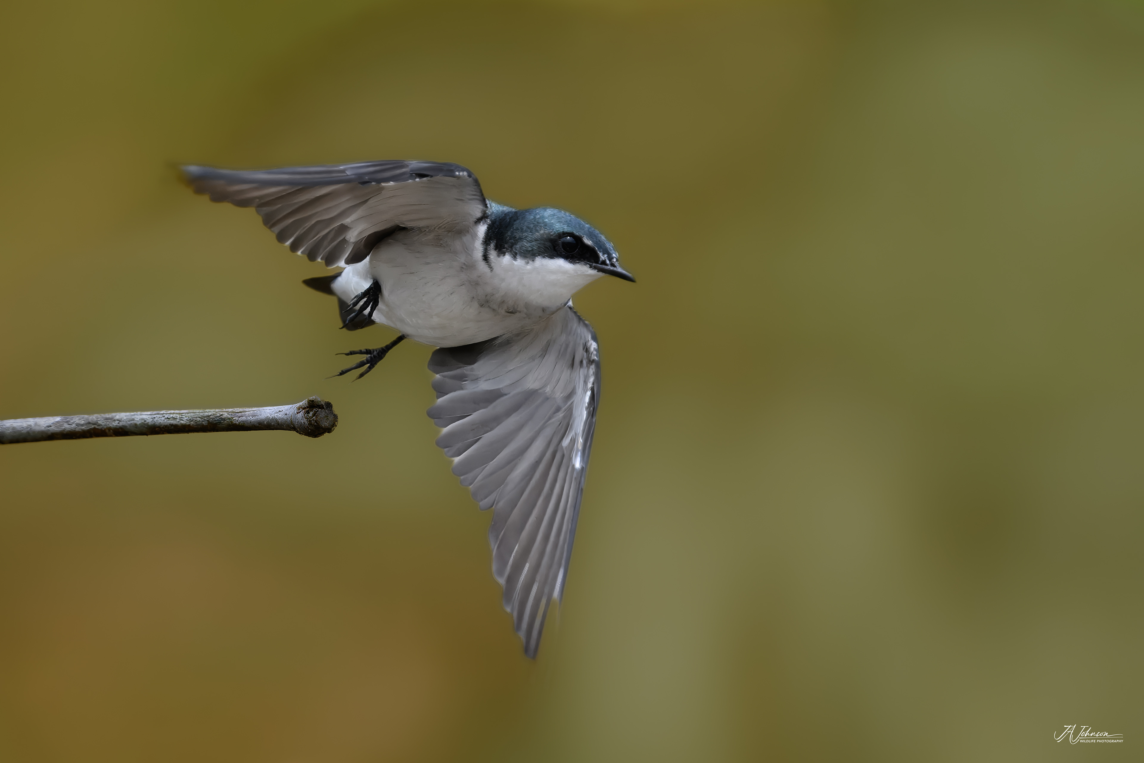 Mangrove Swallow