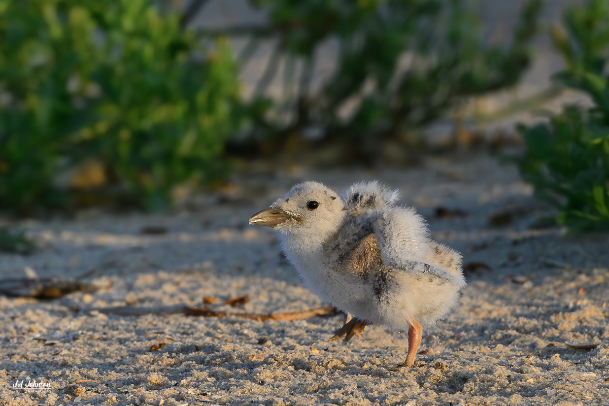 Black Skimmer Chick