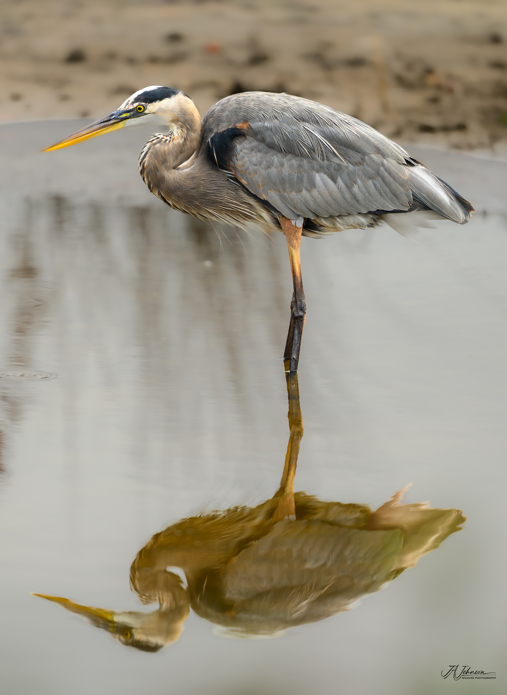Great Blue Heron at Merritt Island, Florida