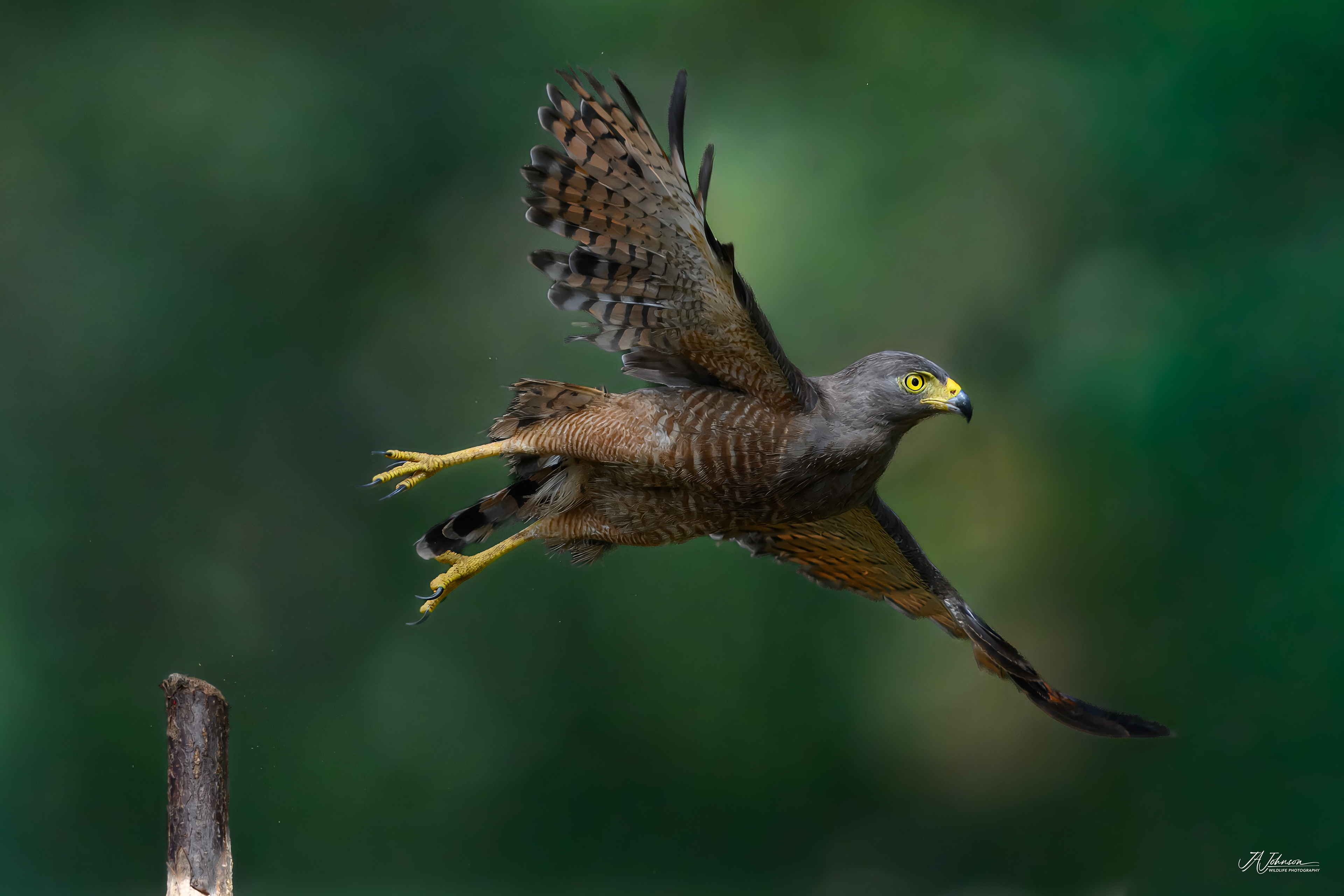 Roadside Hawk