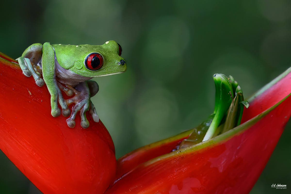 Red-Eyed Tree Frog