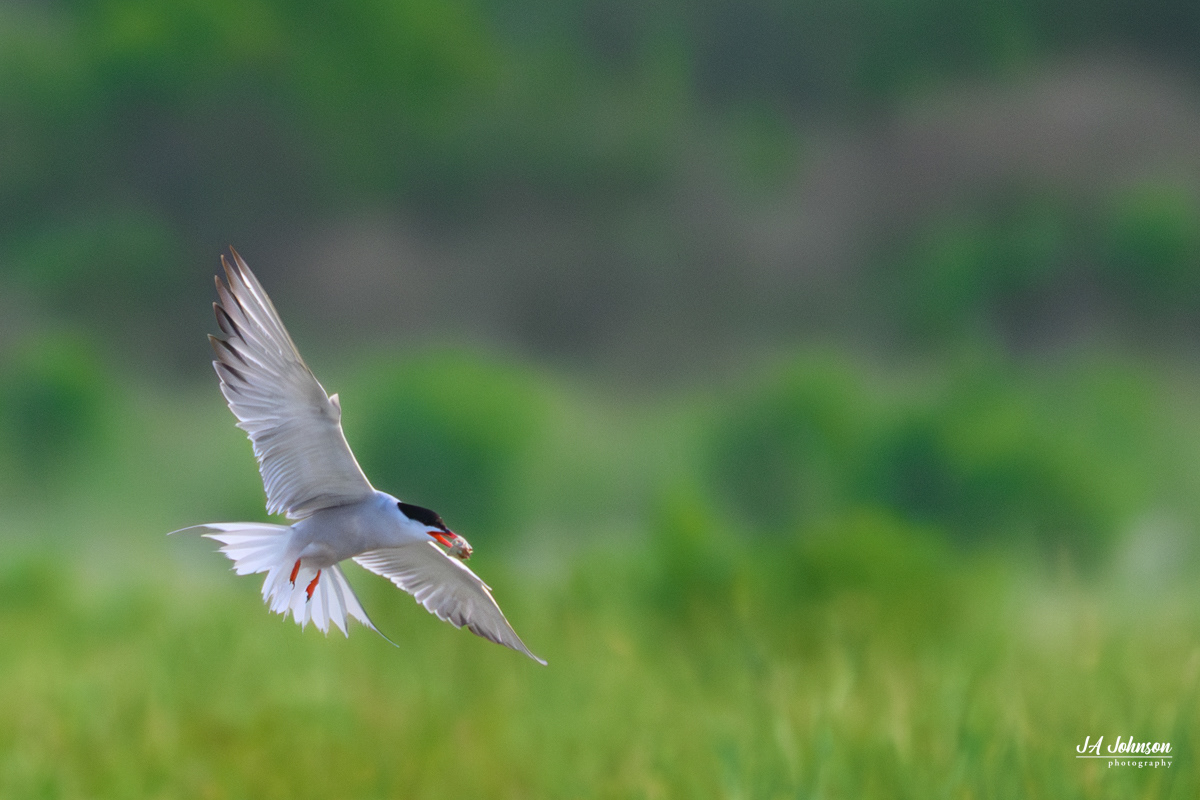 Common Tern