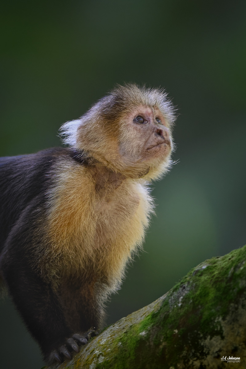 White-Faced Capuchin Monkey