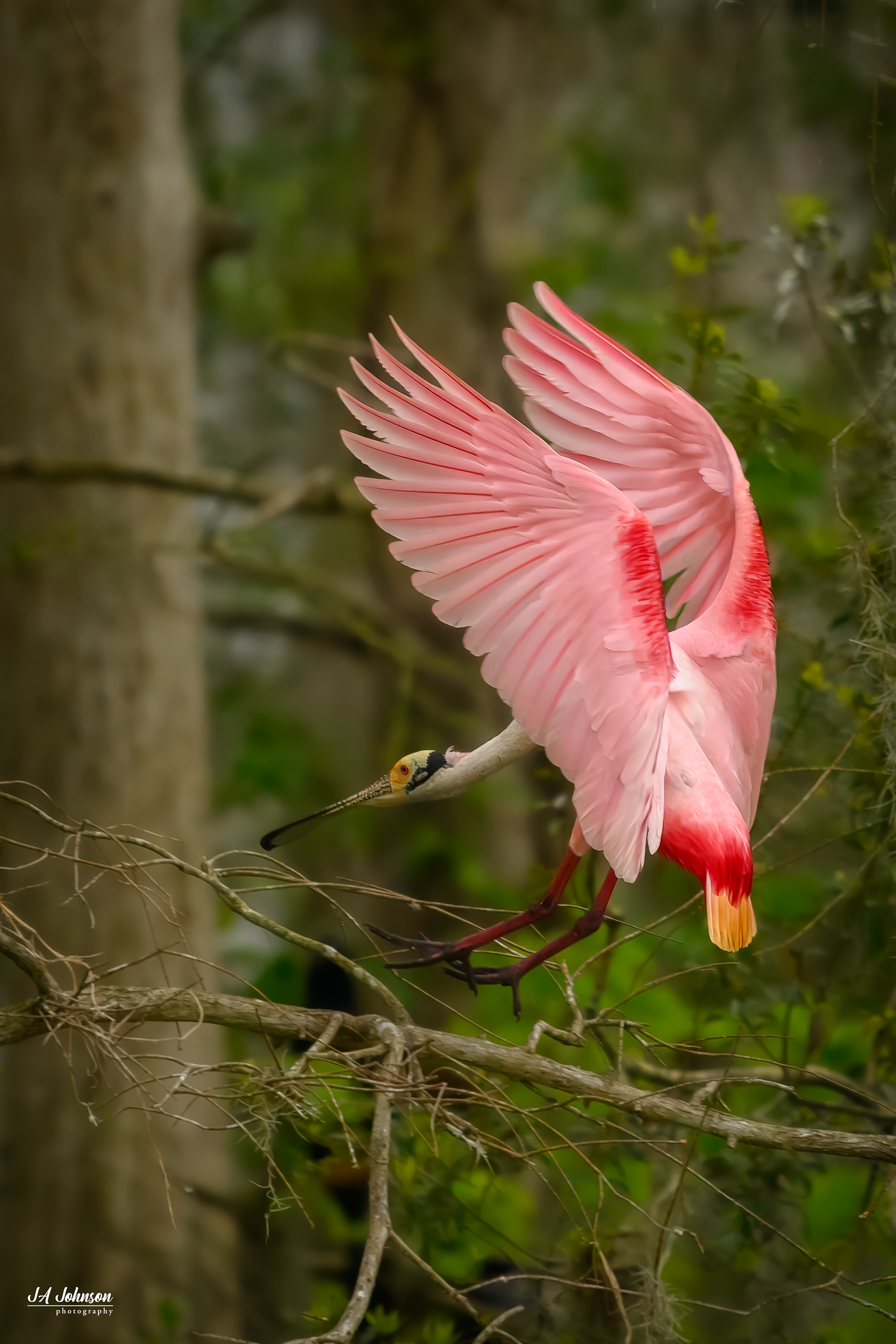 Roseate Spoonbill