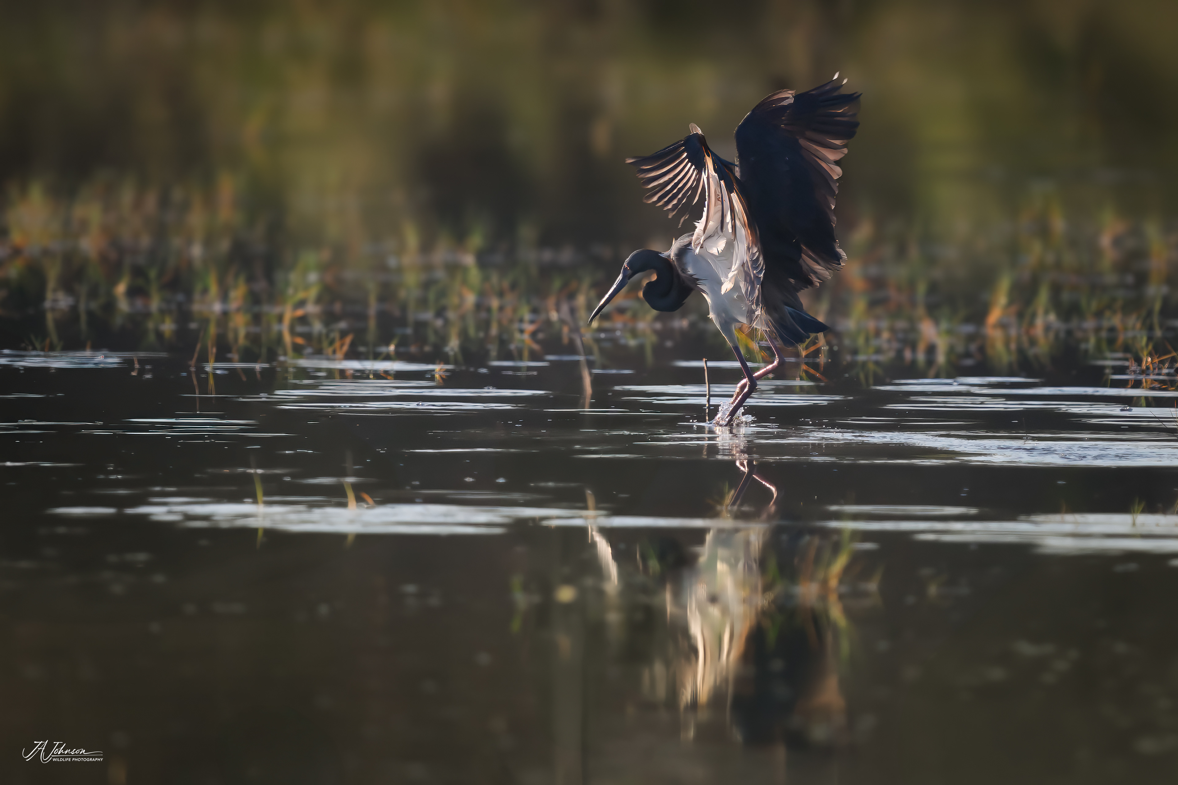Tricolored Heron