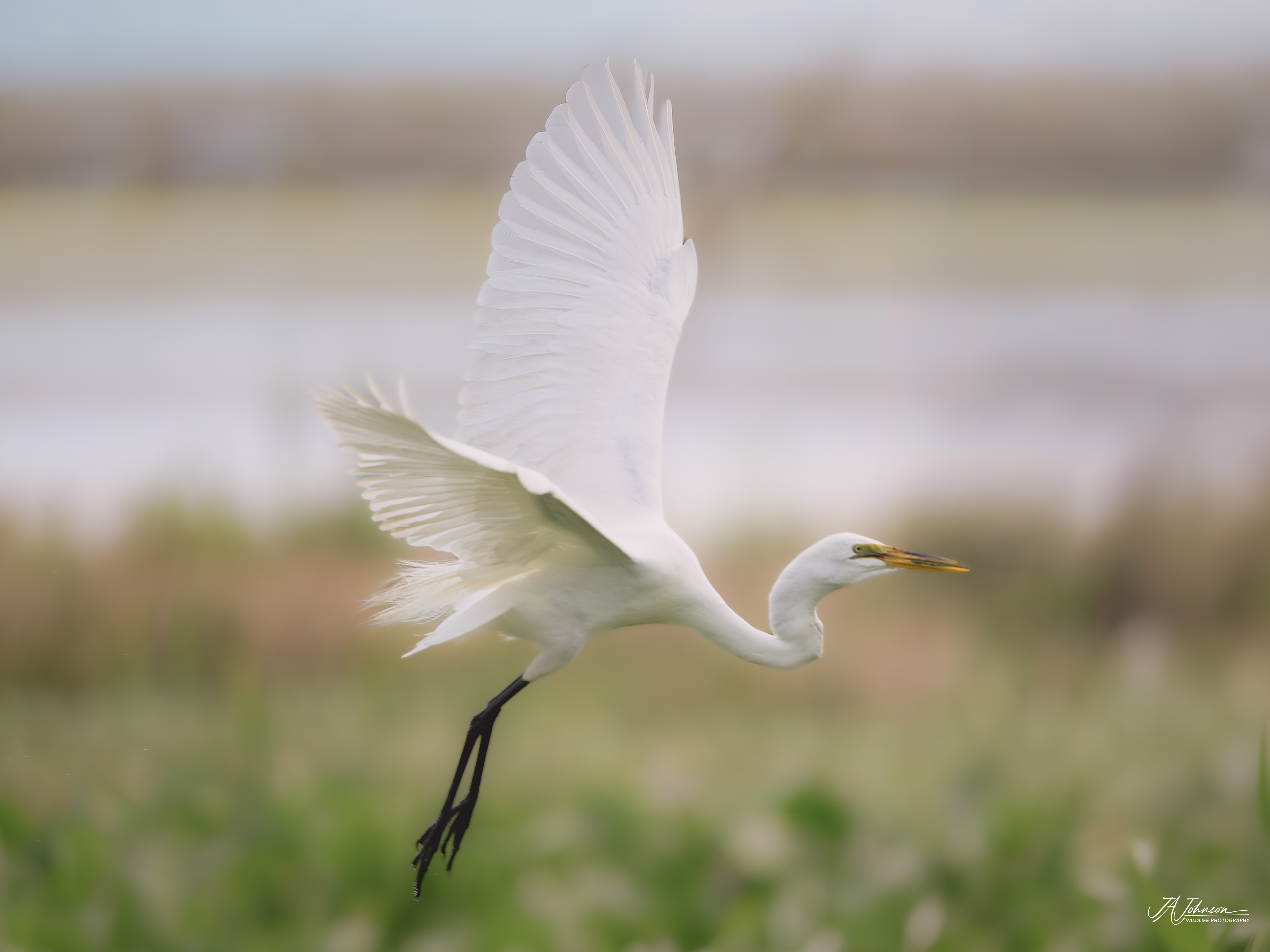 Great Egret
