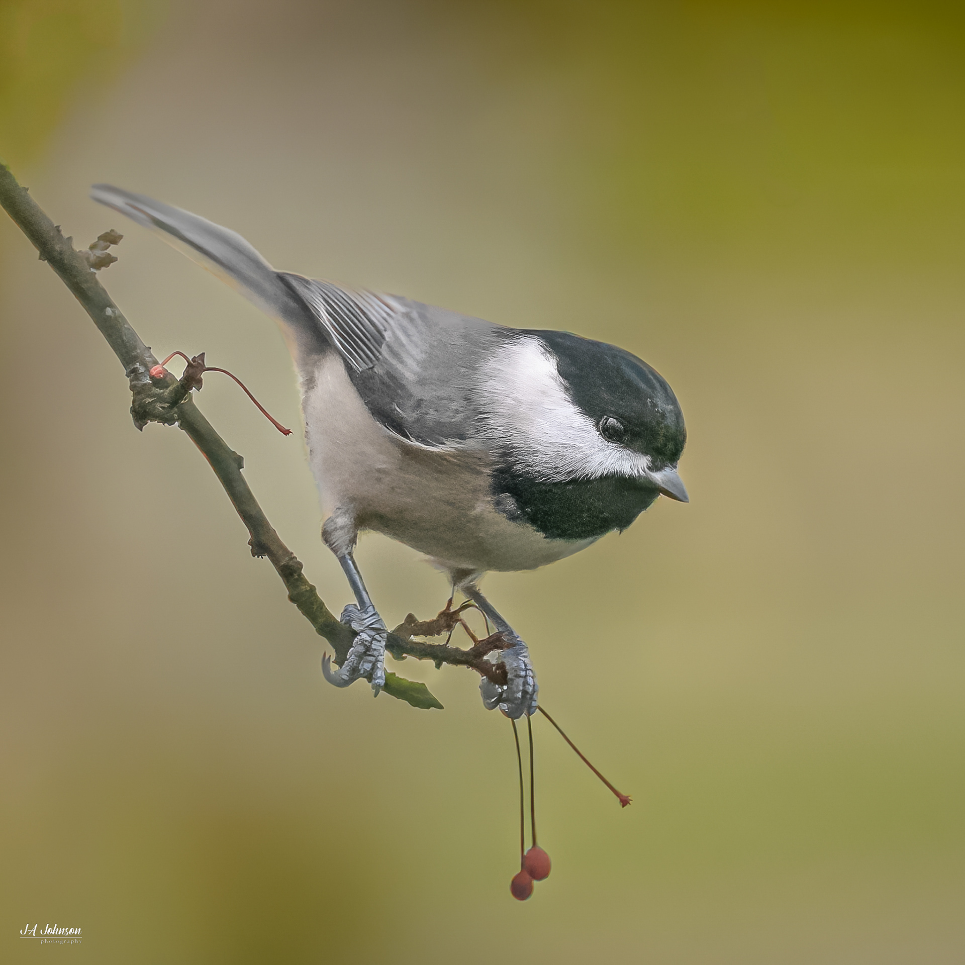 Black Capped Chickadee
