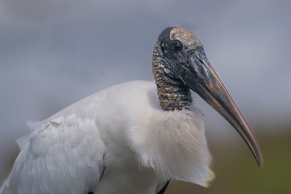 Wood Stork