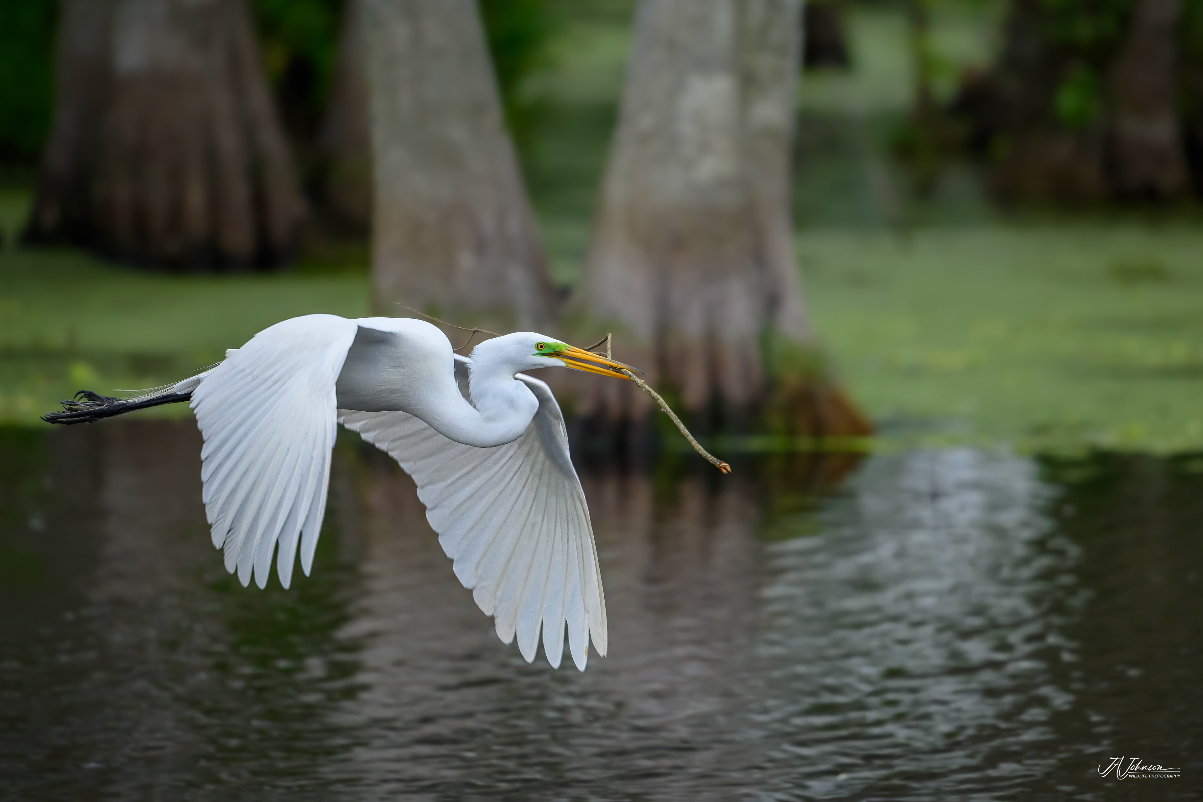 Great Egret