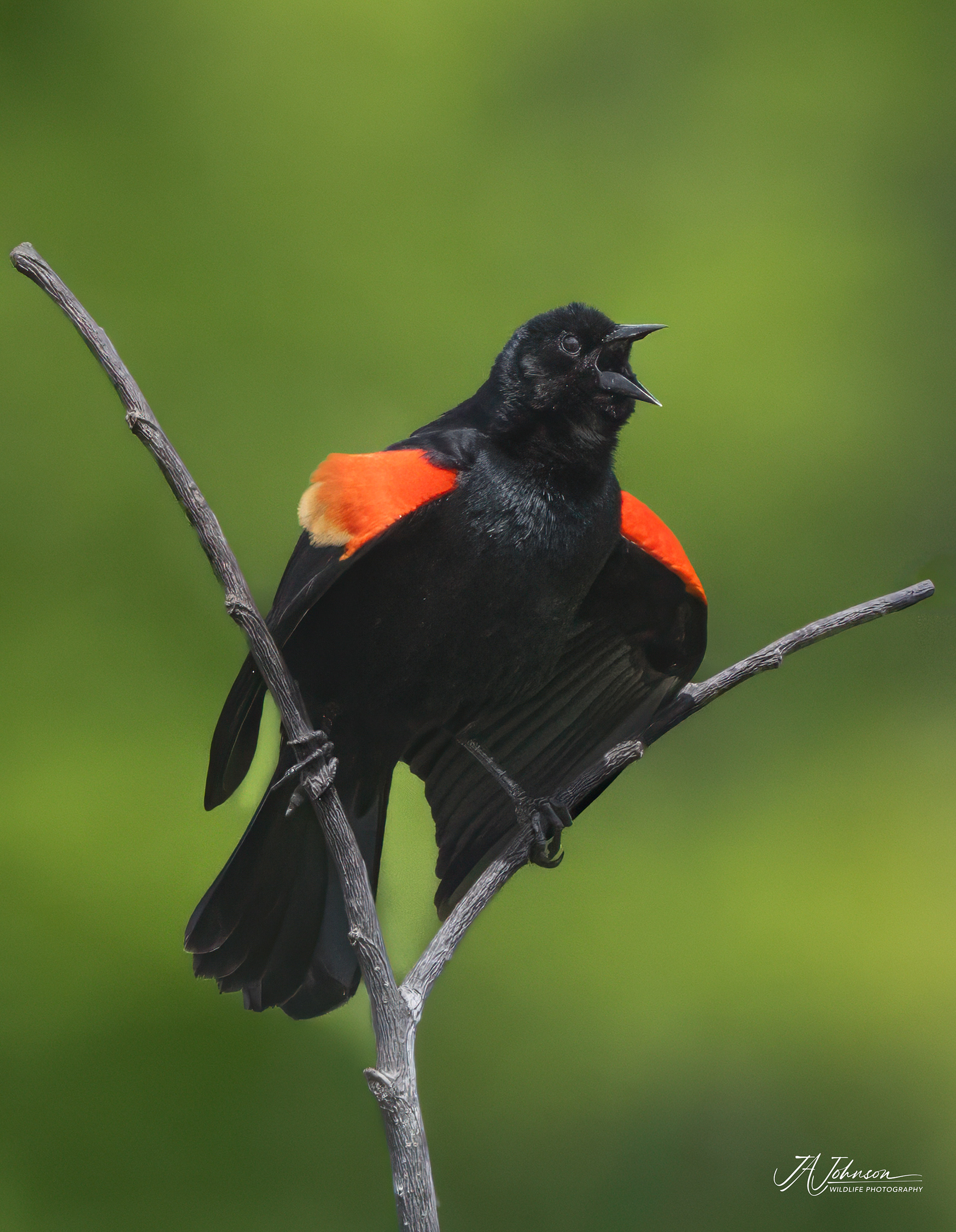 Red Winged Blackbird