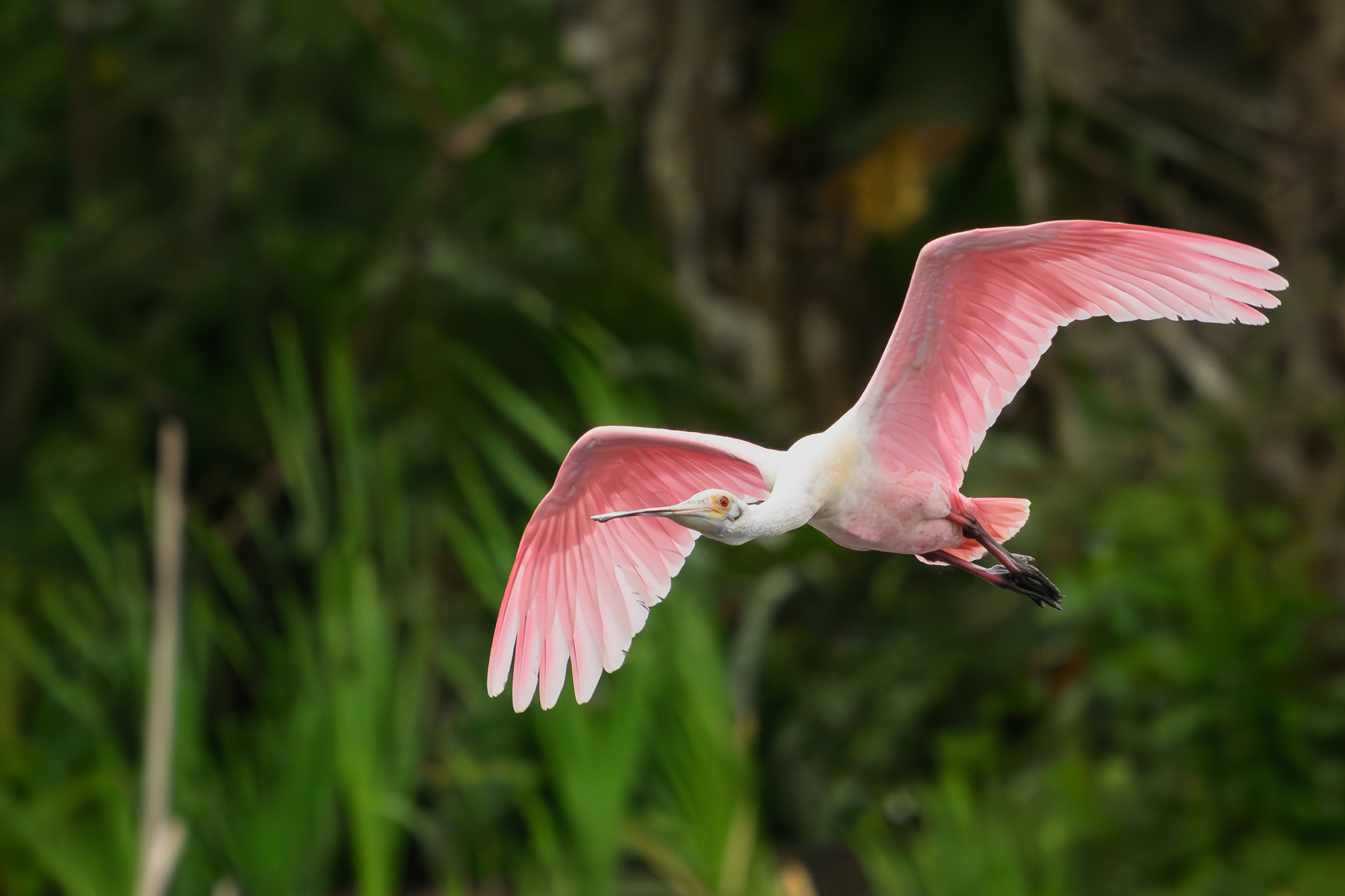 Roseate Spoonbill