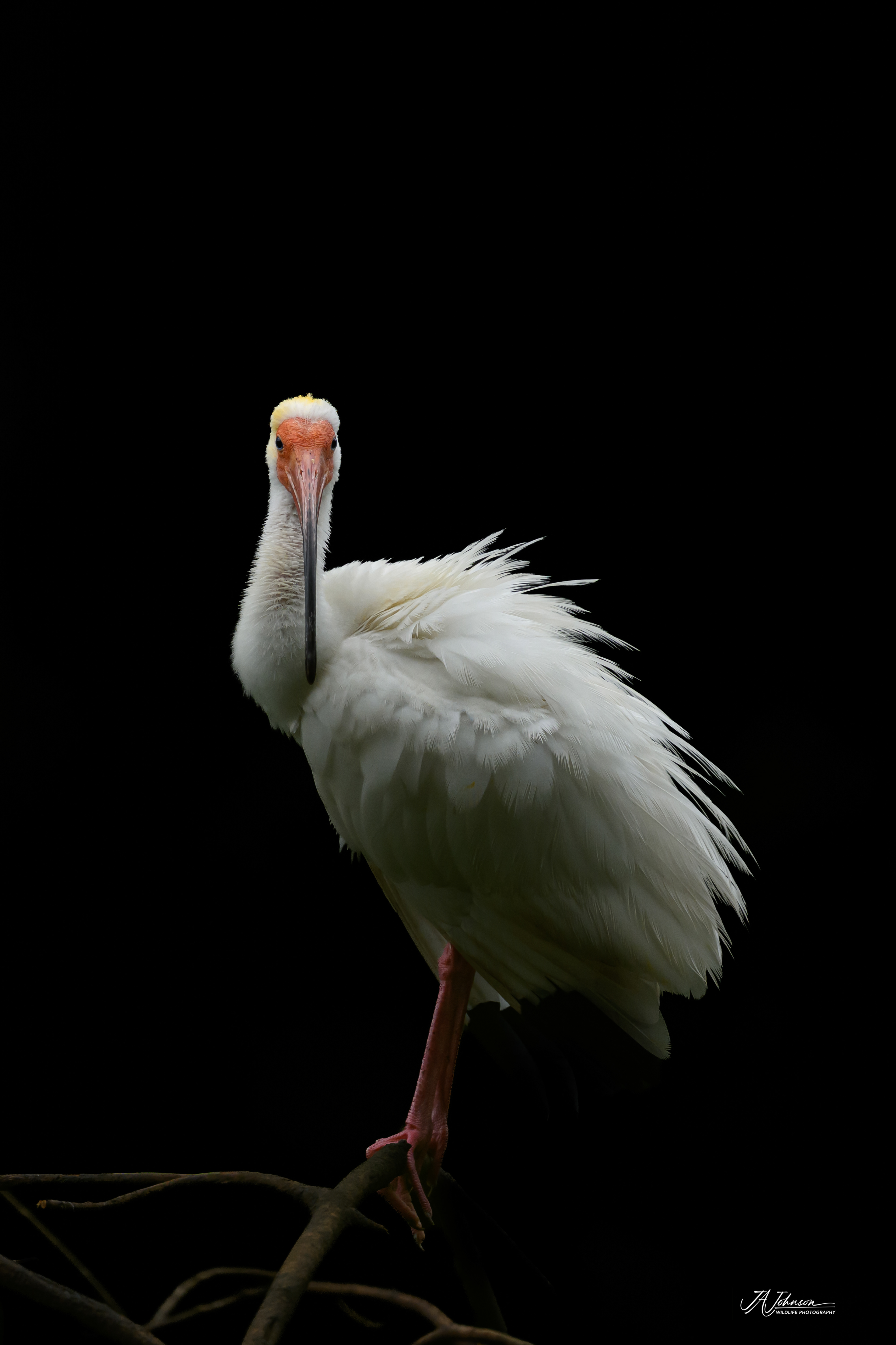 White Ibis on the Osa Peninsula in Costa Rica