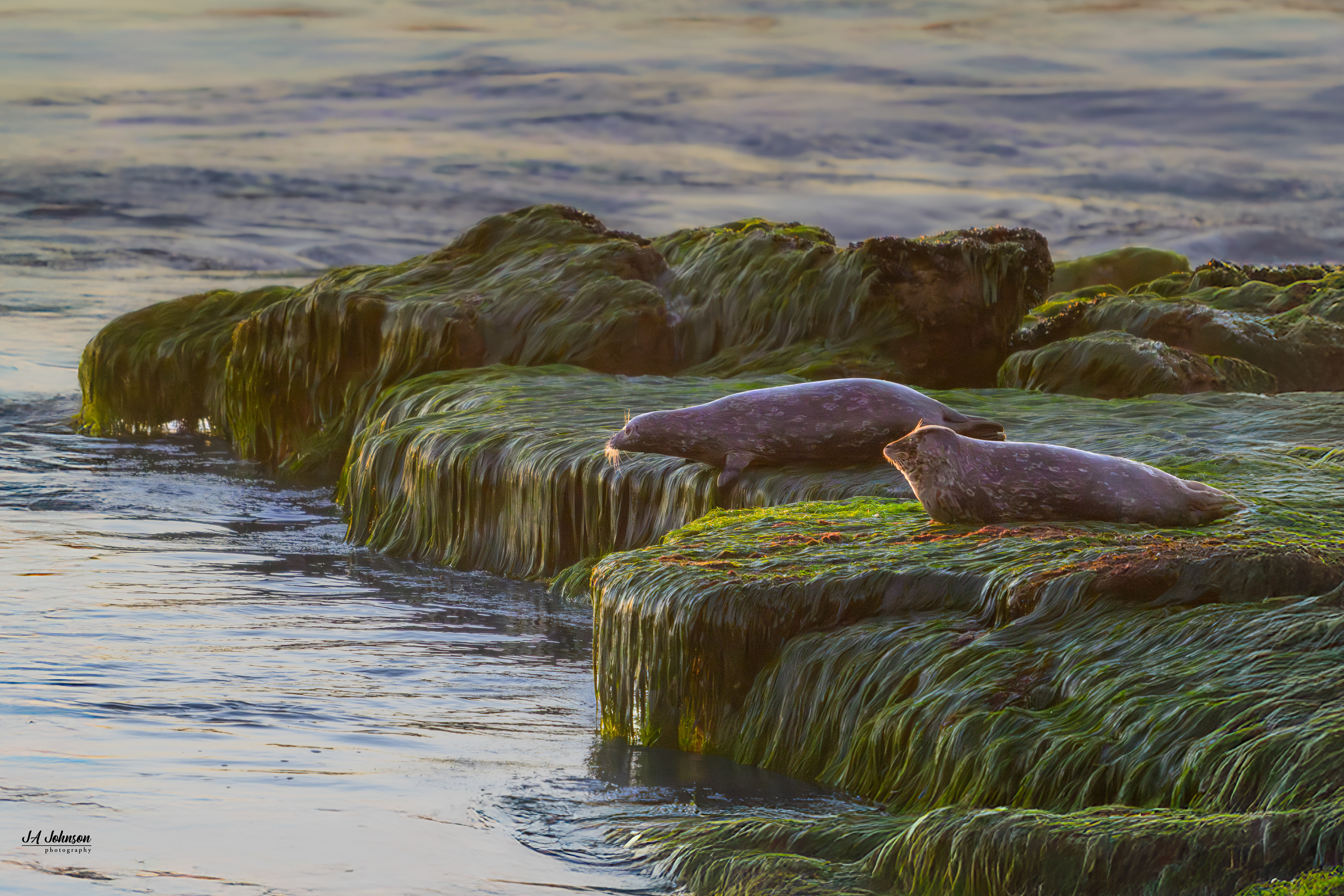 Seals
