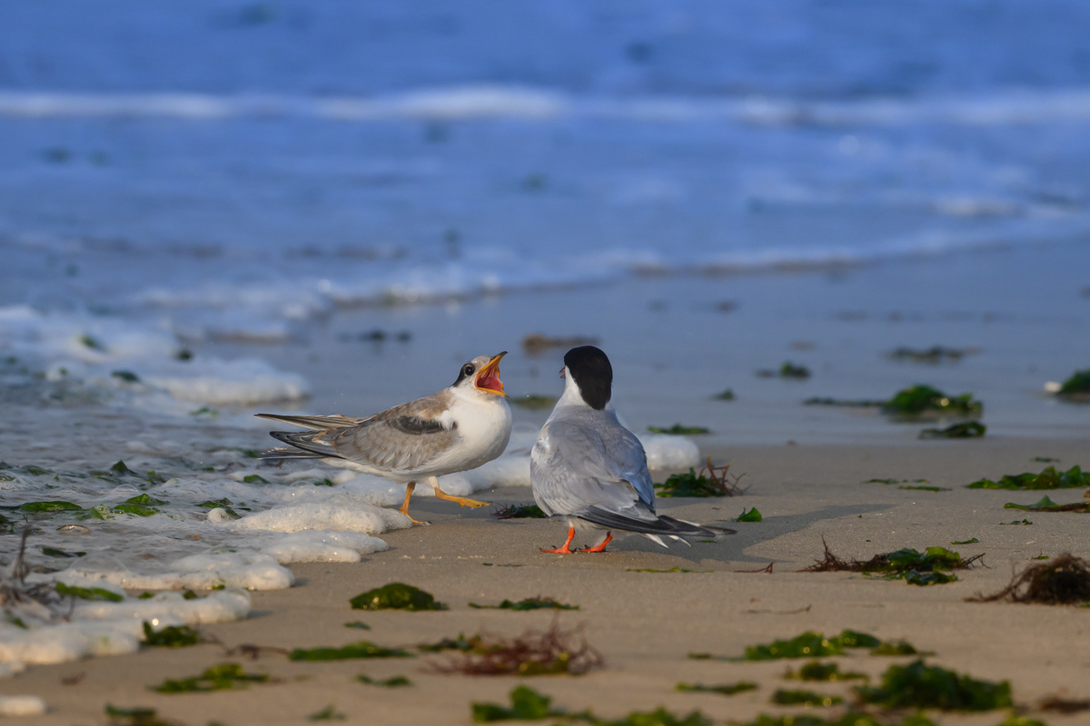 Common Terns