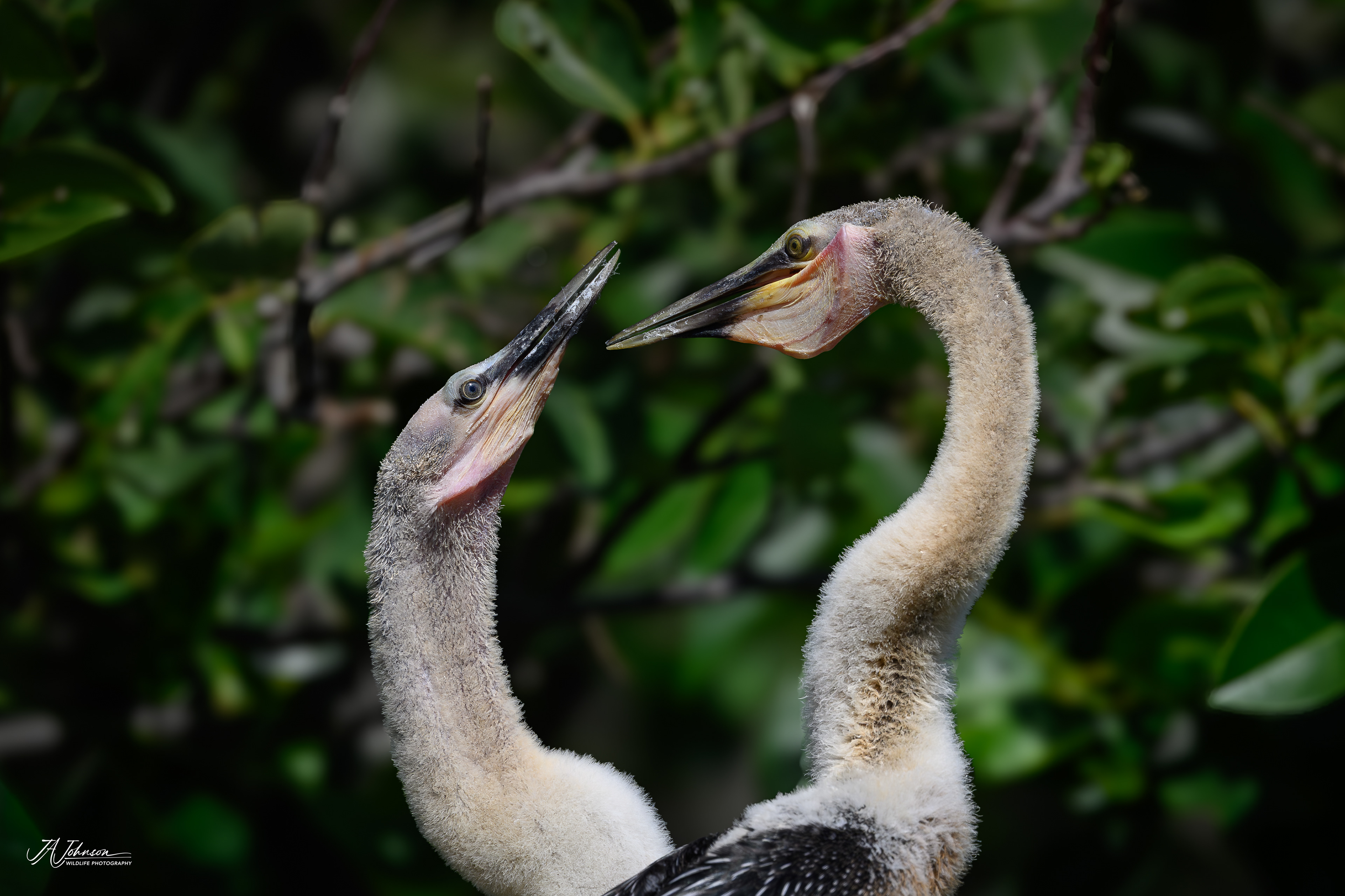 Juvenile Anhinga