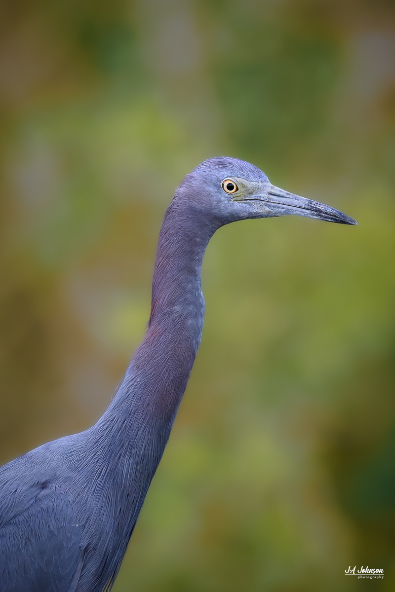 Little Blue Heron