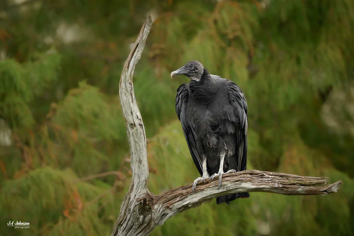 Black Vulture