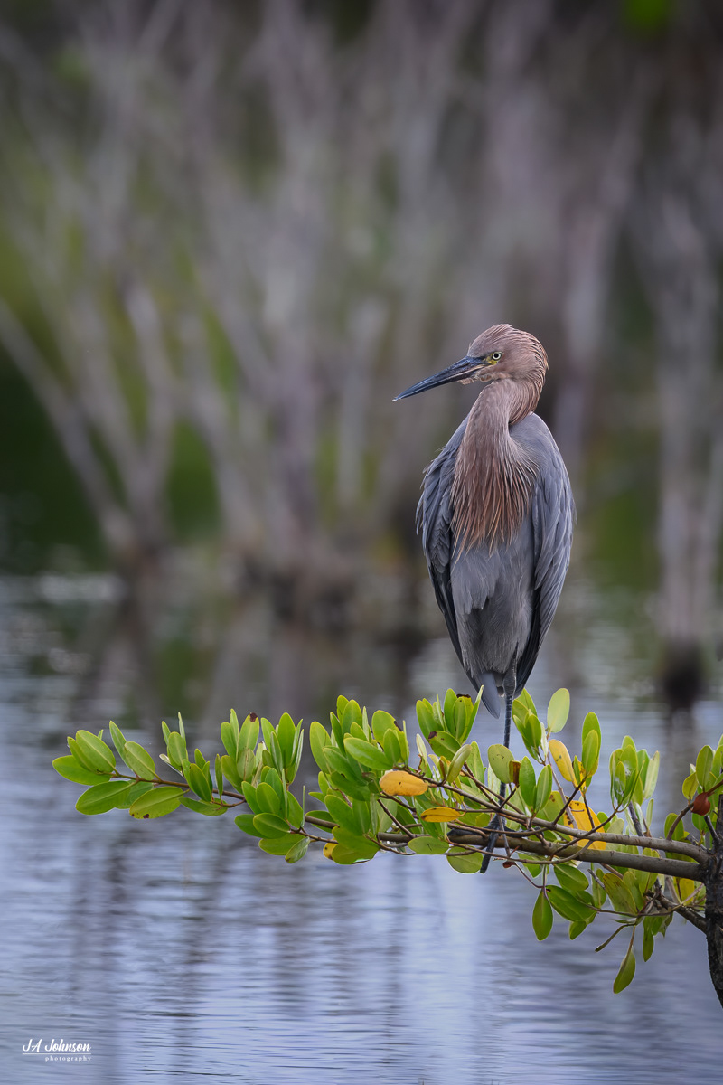 Reddish Egret
