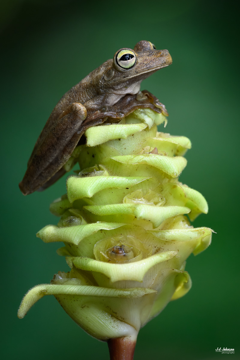 Neotropical Tree Frog