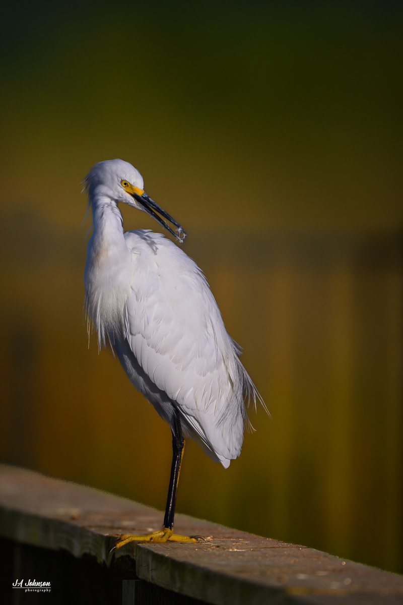 Snowy Egret