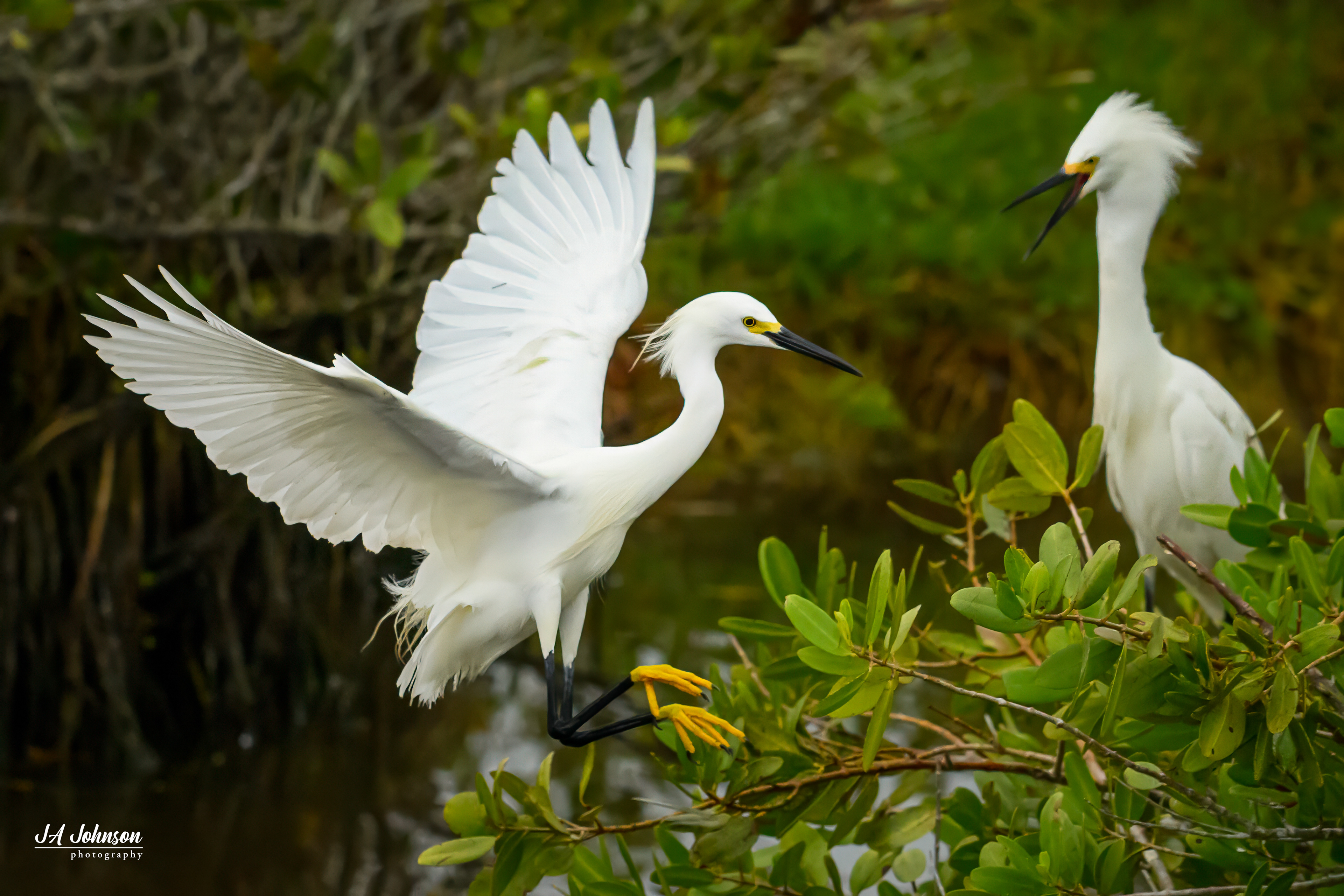 Snowy Egrets