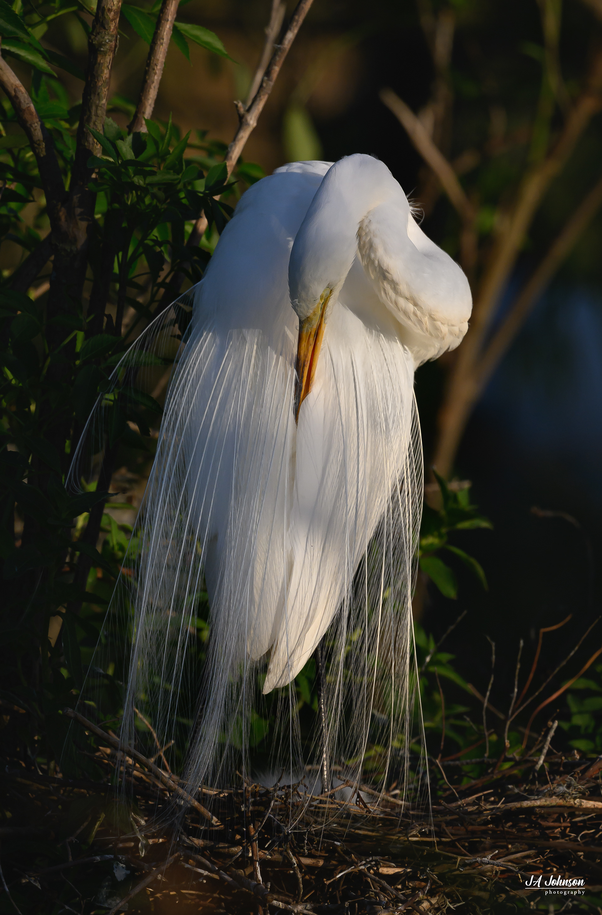 Great Egret