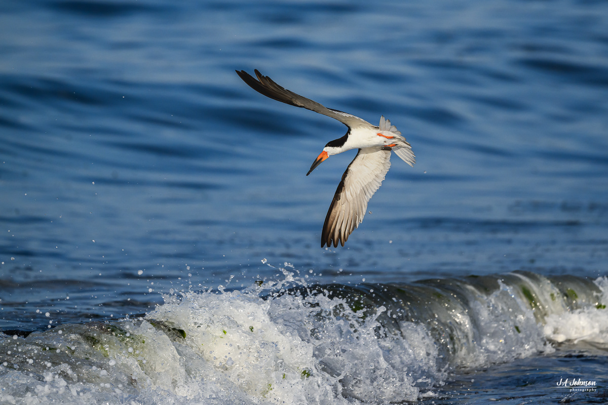 Black Skimmer 