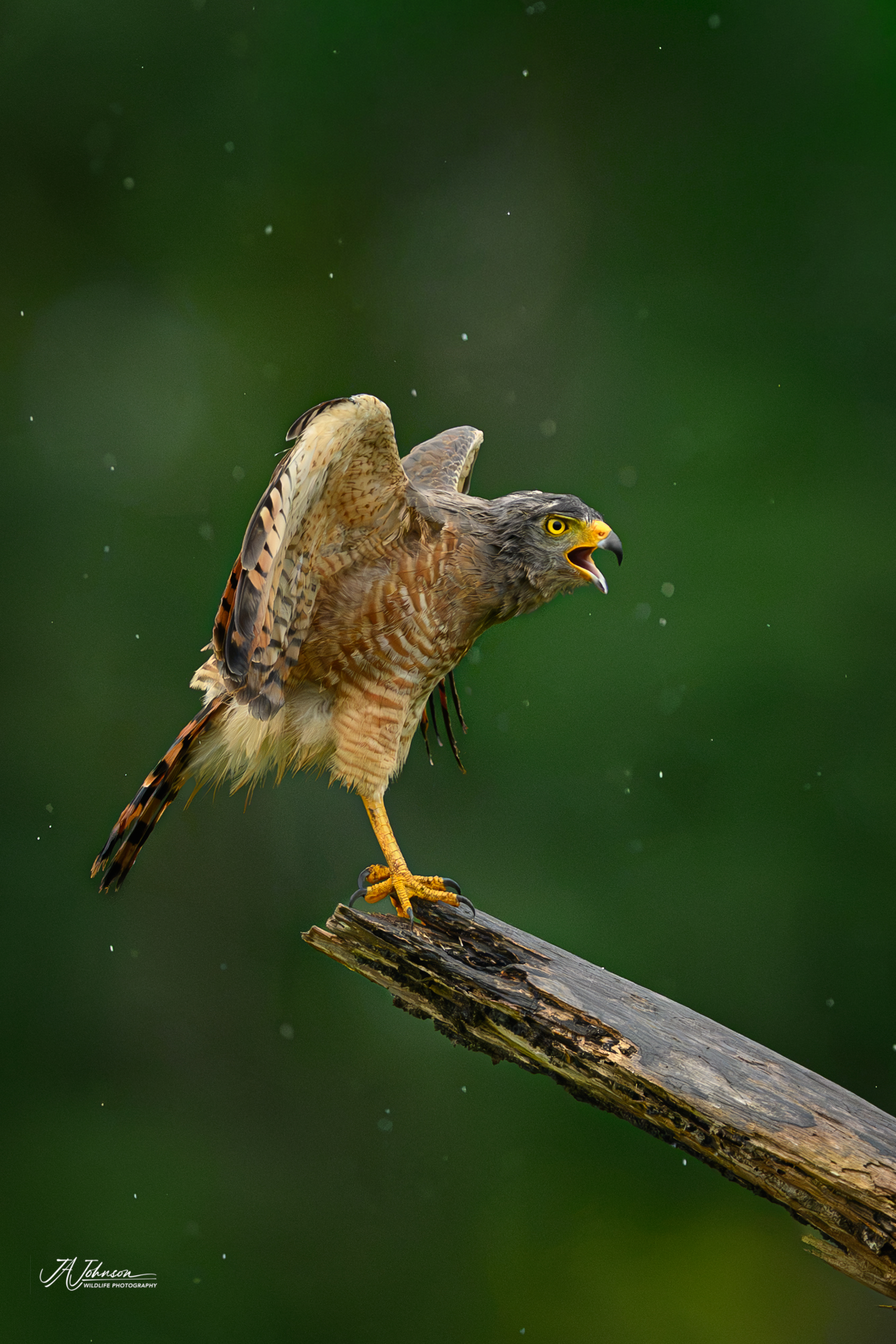 Roadside Hawk on the Osa Peninsula in Costa Rica