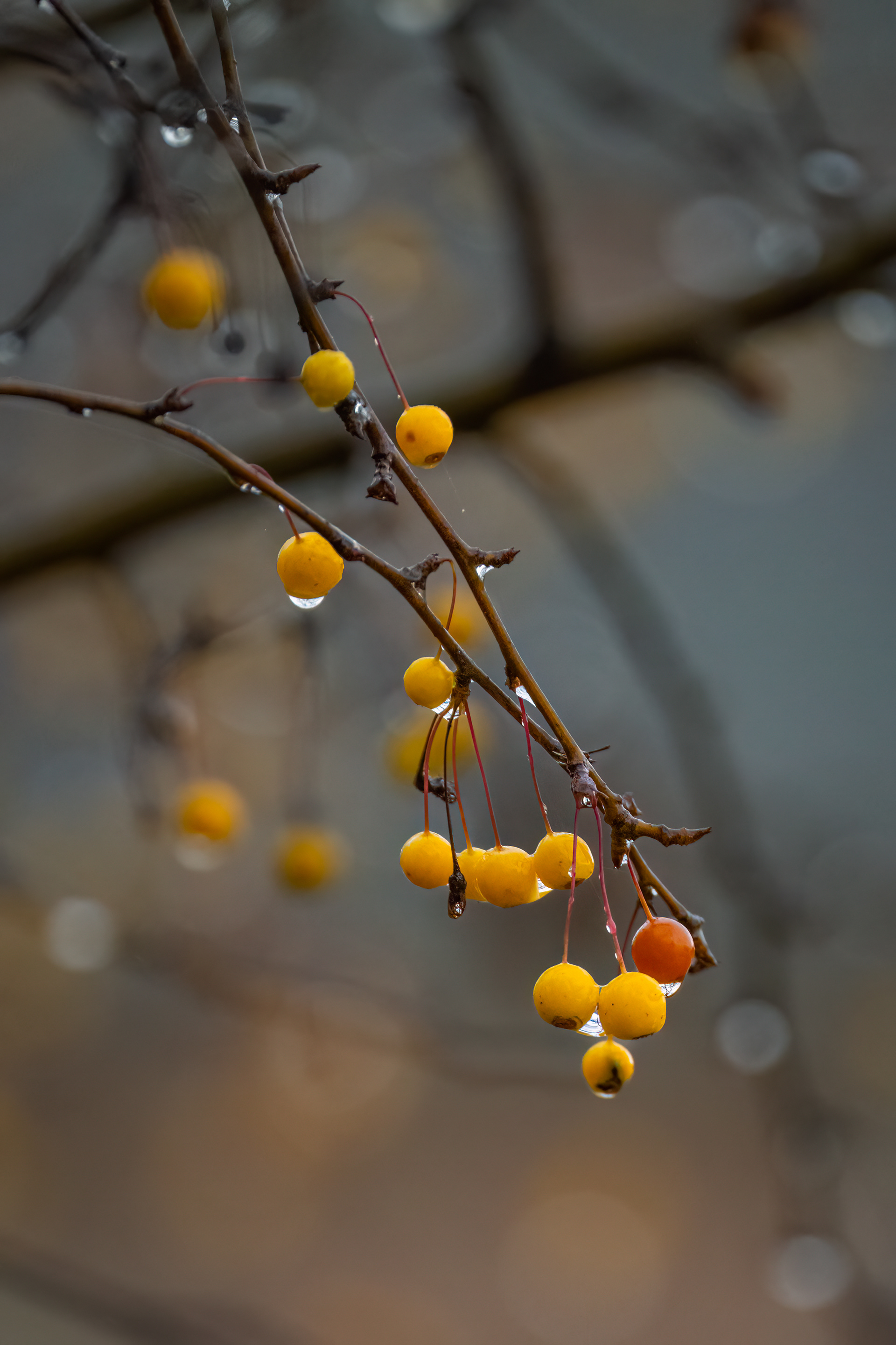 Crabapples