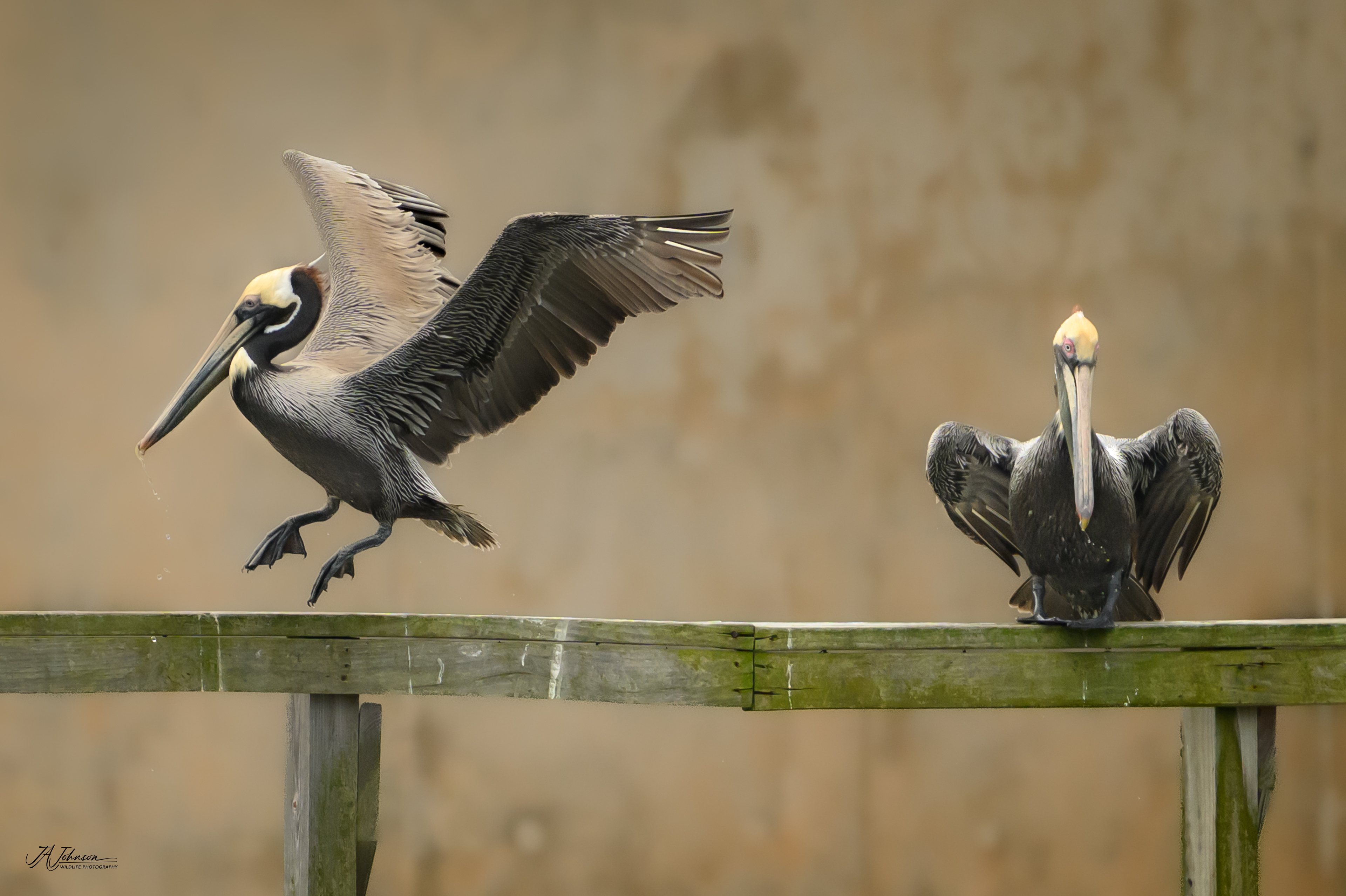 Brown Pelicans