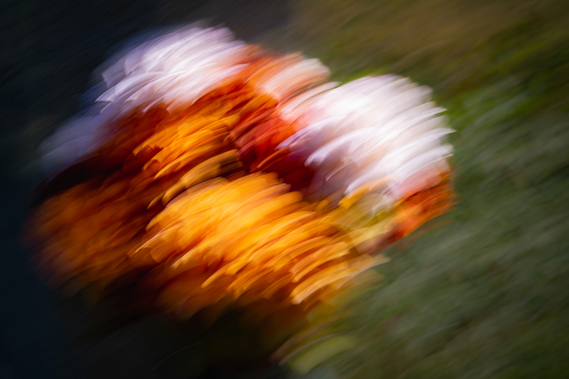 Intentional Camera Movement - Floral Arrangement