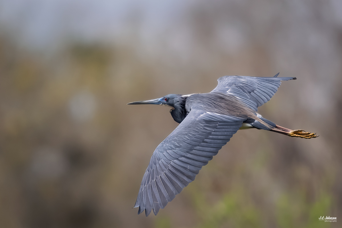 Tricolored Heron