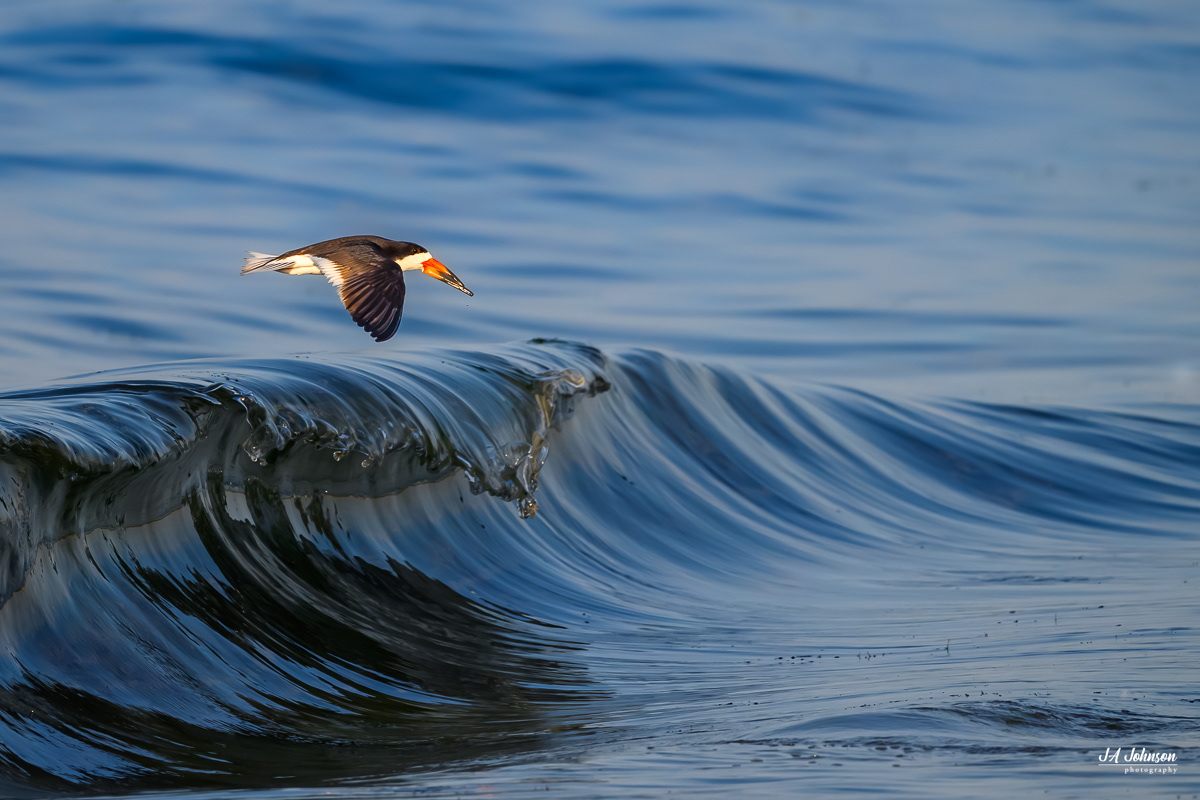 Black Skimmer 