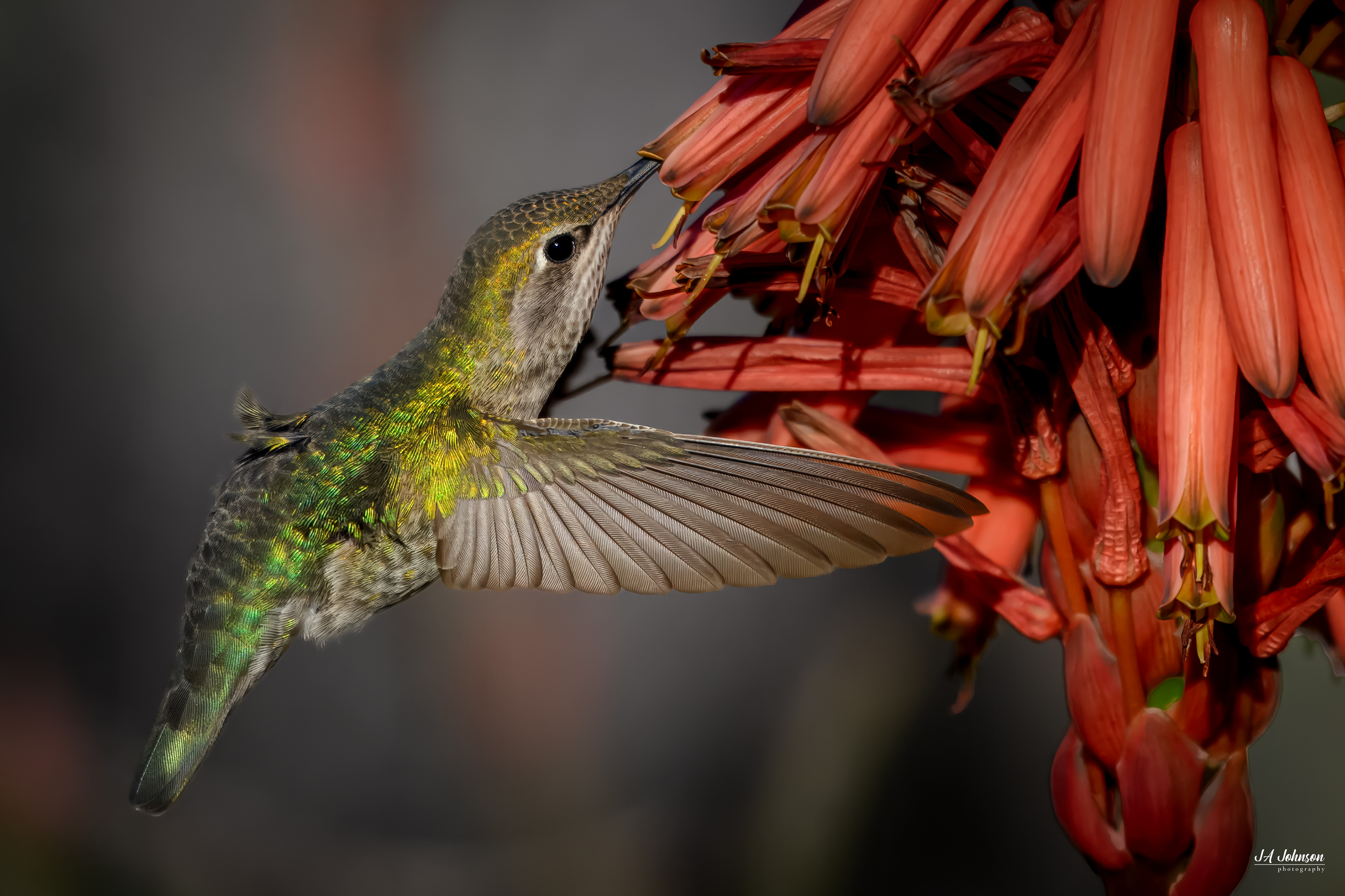 Anna's Hummingbird (Female)