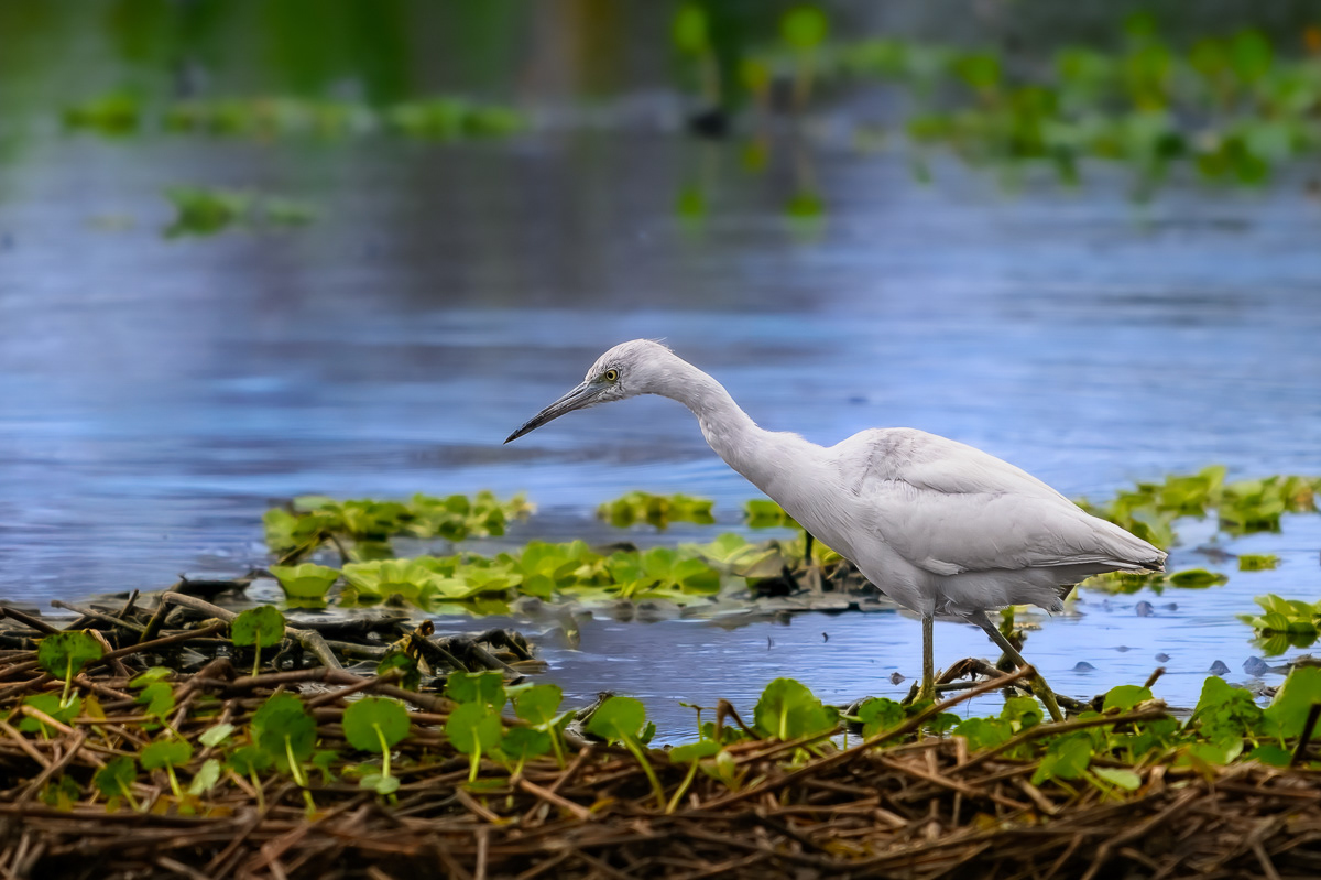 Immature Little Blue Heron 