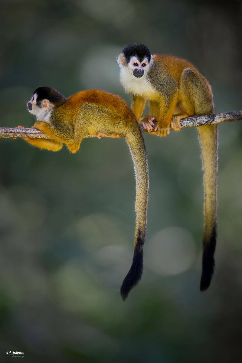 Squirrel Monkeys