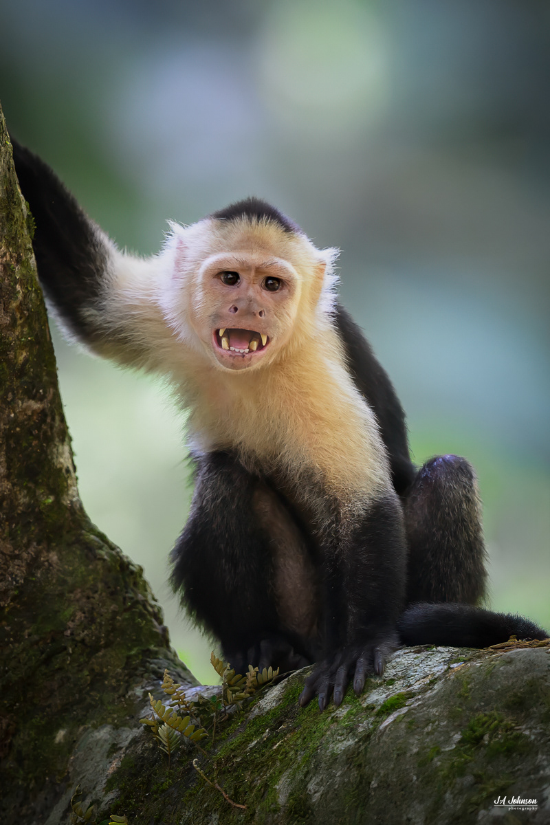 White-Faced Capuchin Monkey