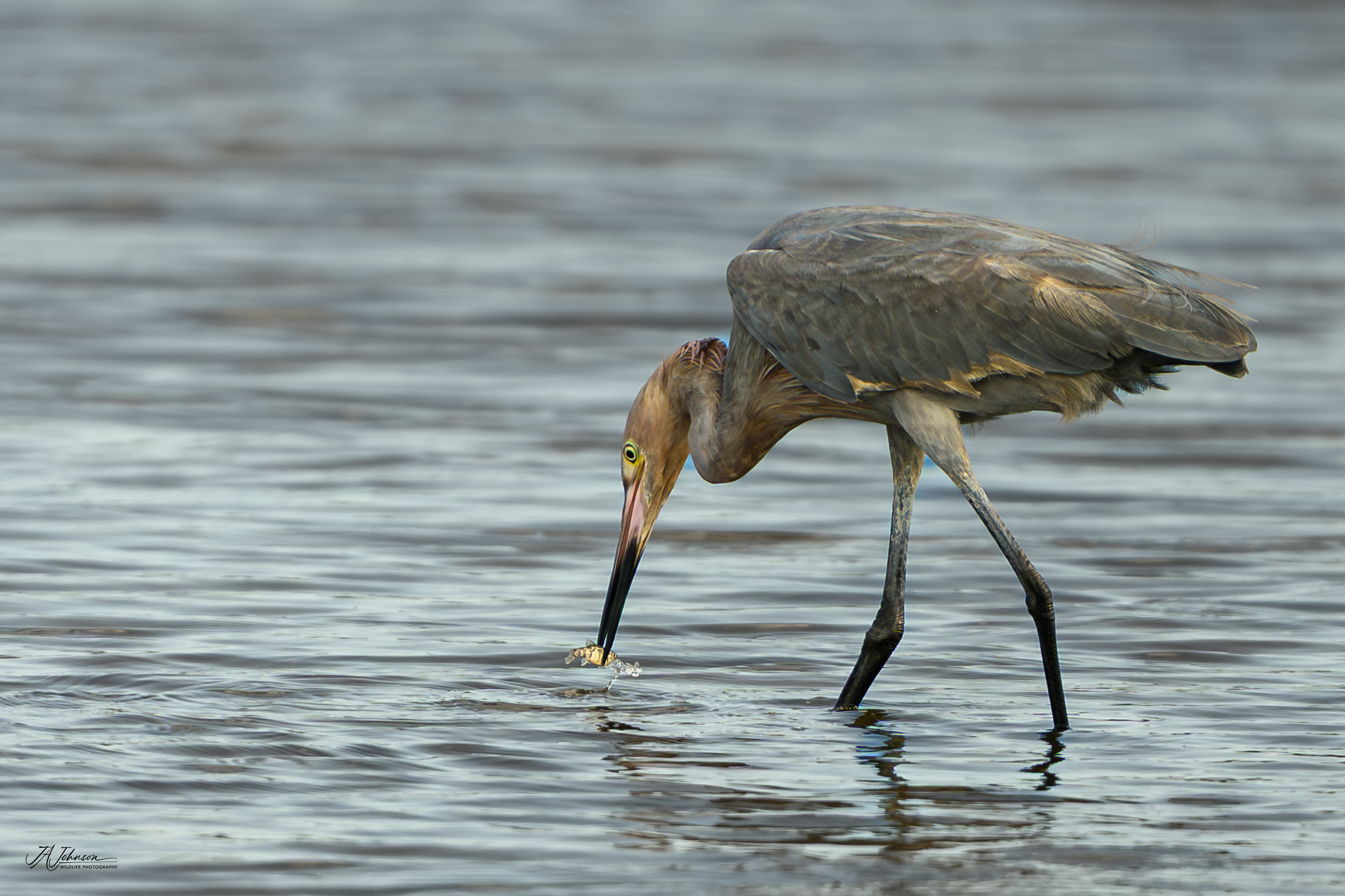 Reddish Egret