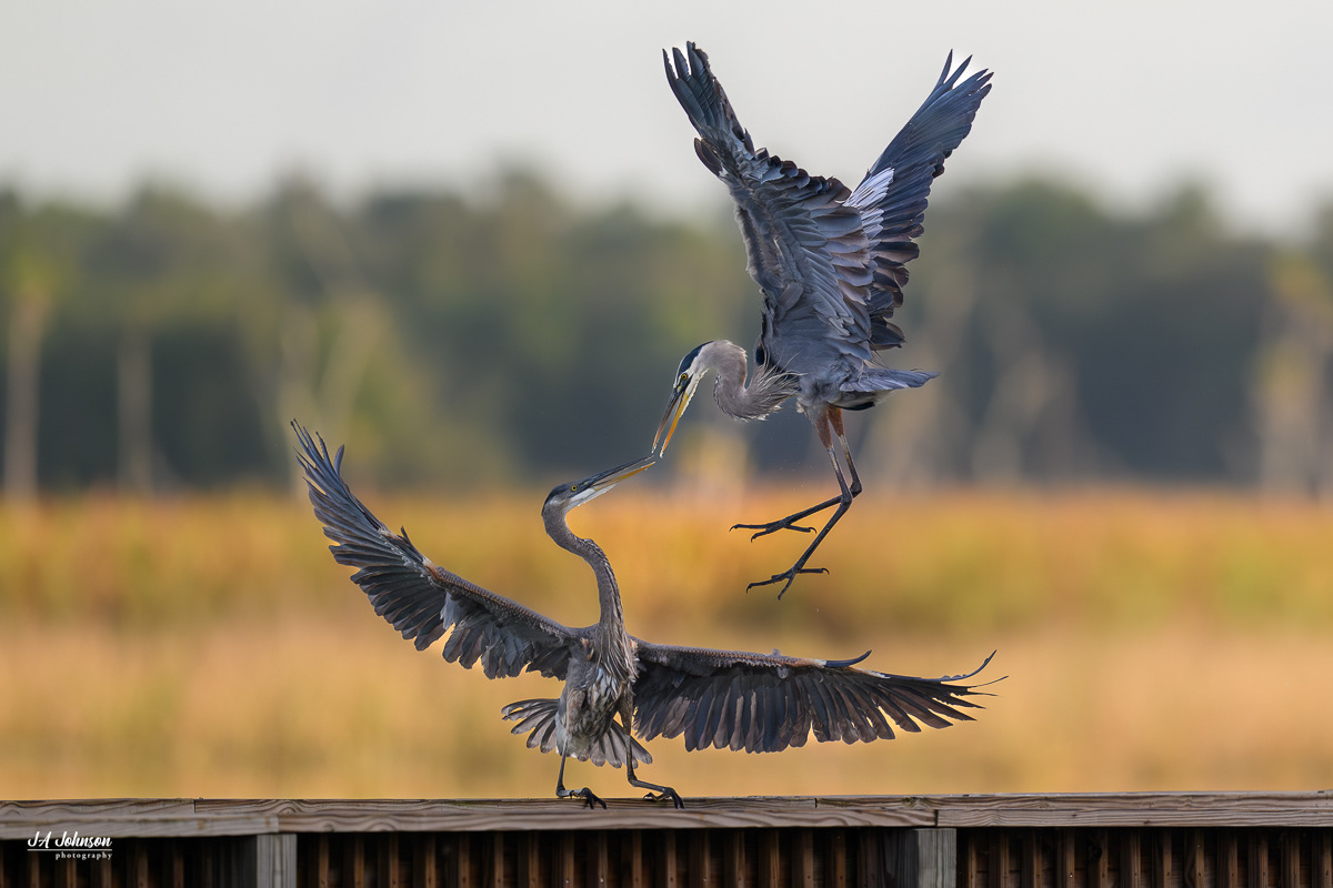 Great Blue Herons