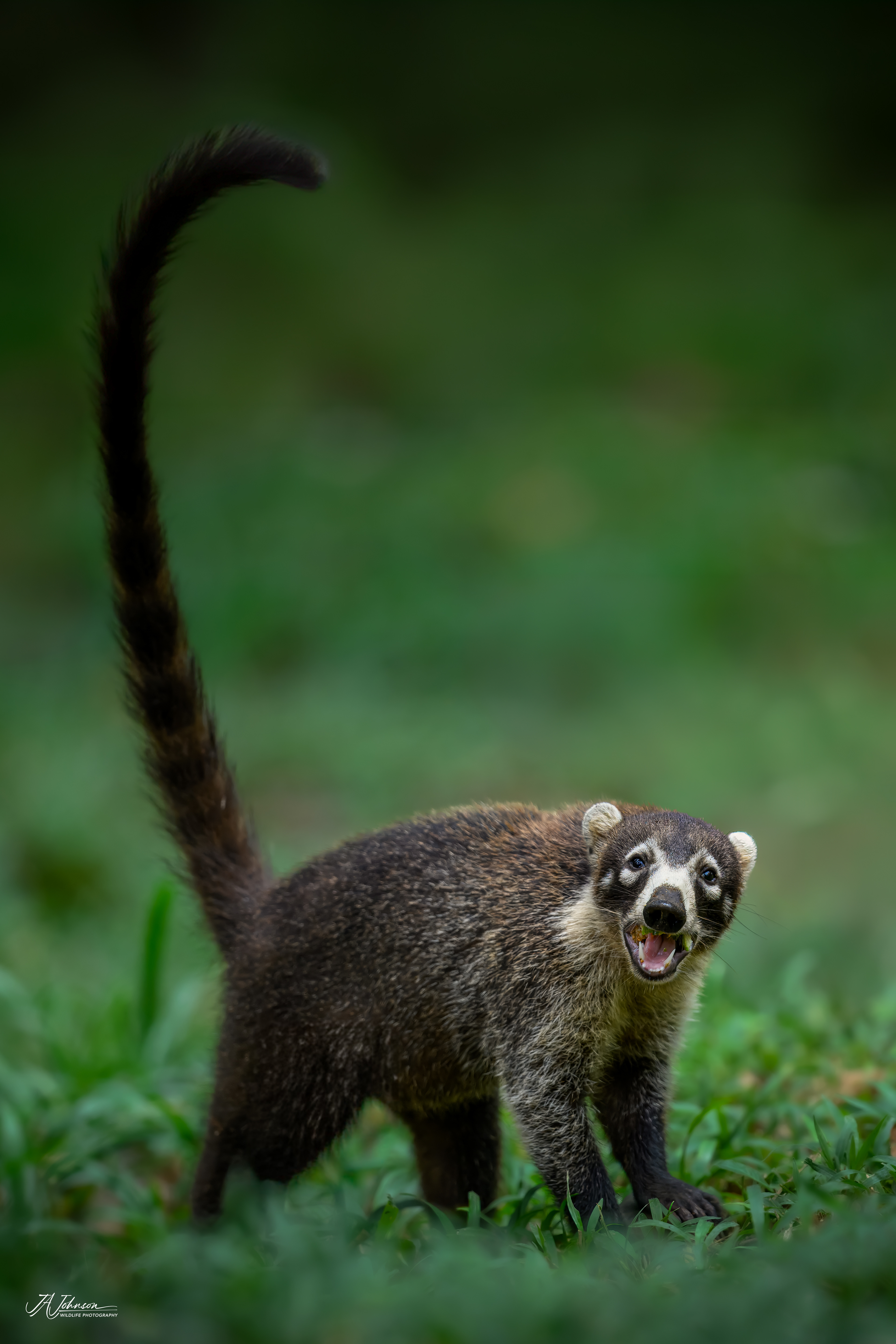 Coati