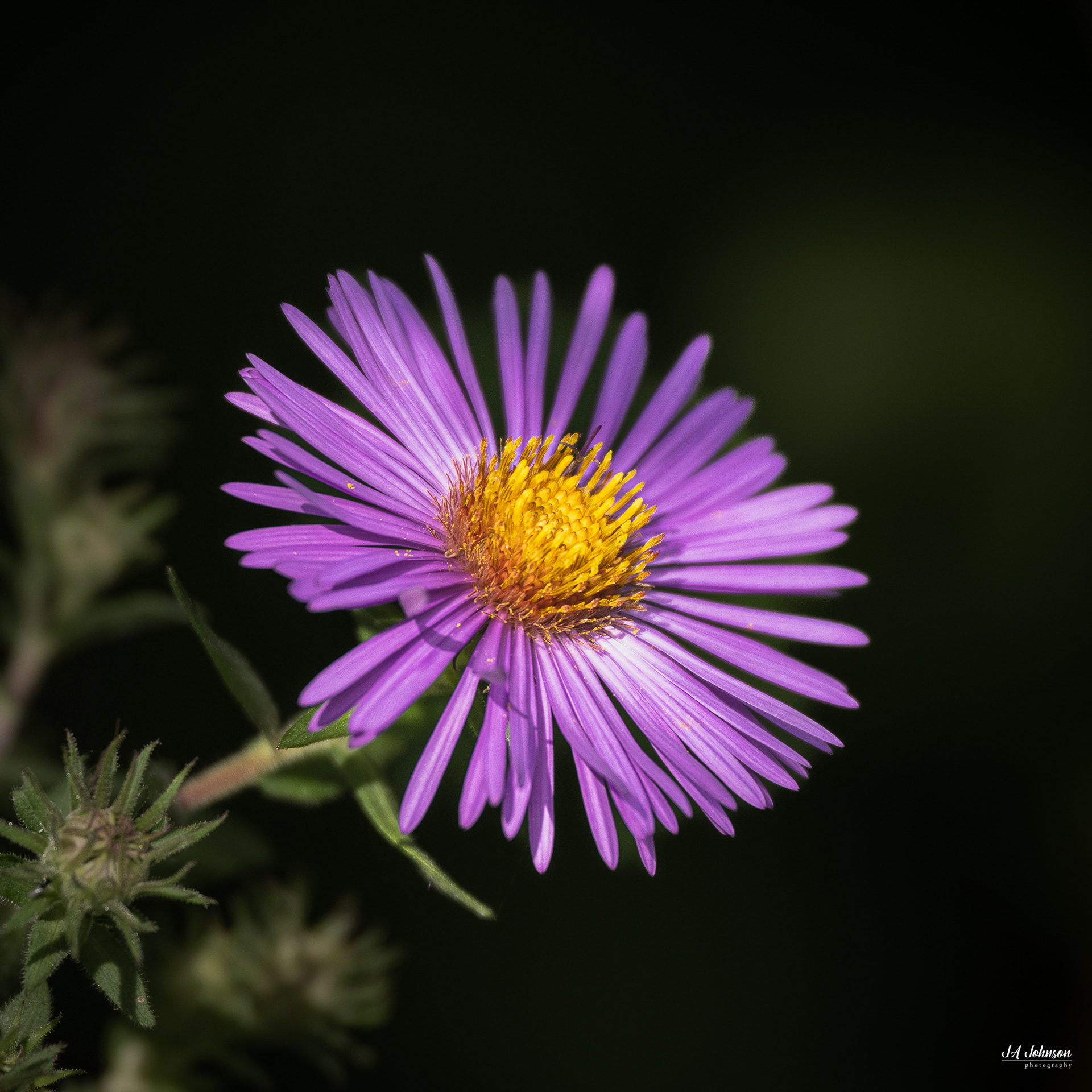 New England Aster