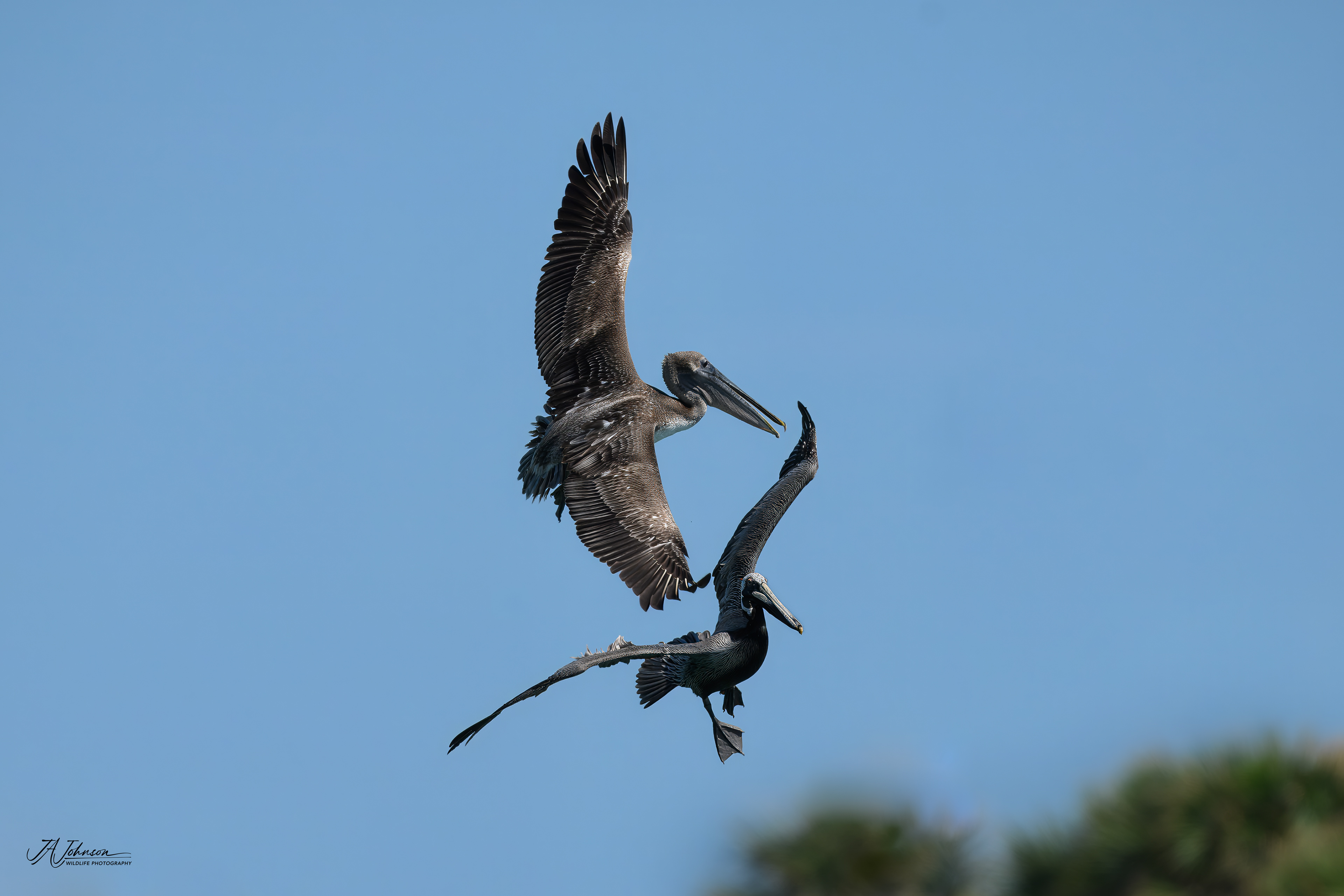 Brown Pelicans