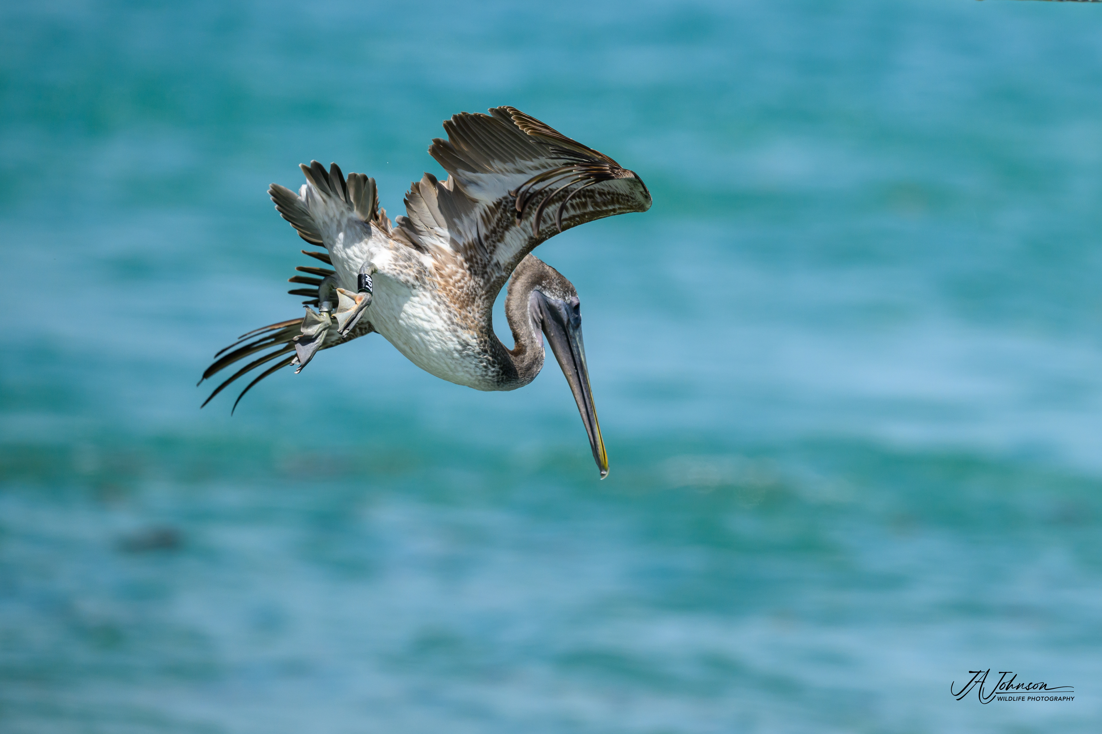 Brown Pelican