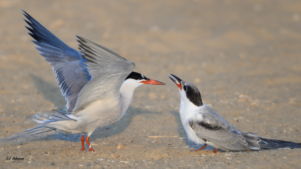 Common Terns