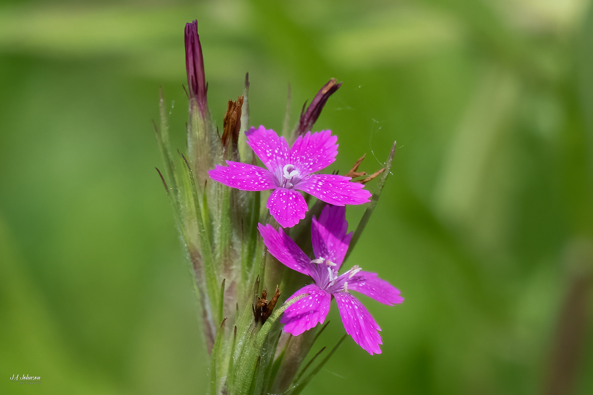 Deptford Pink