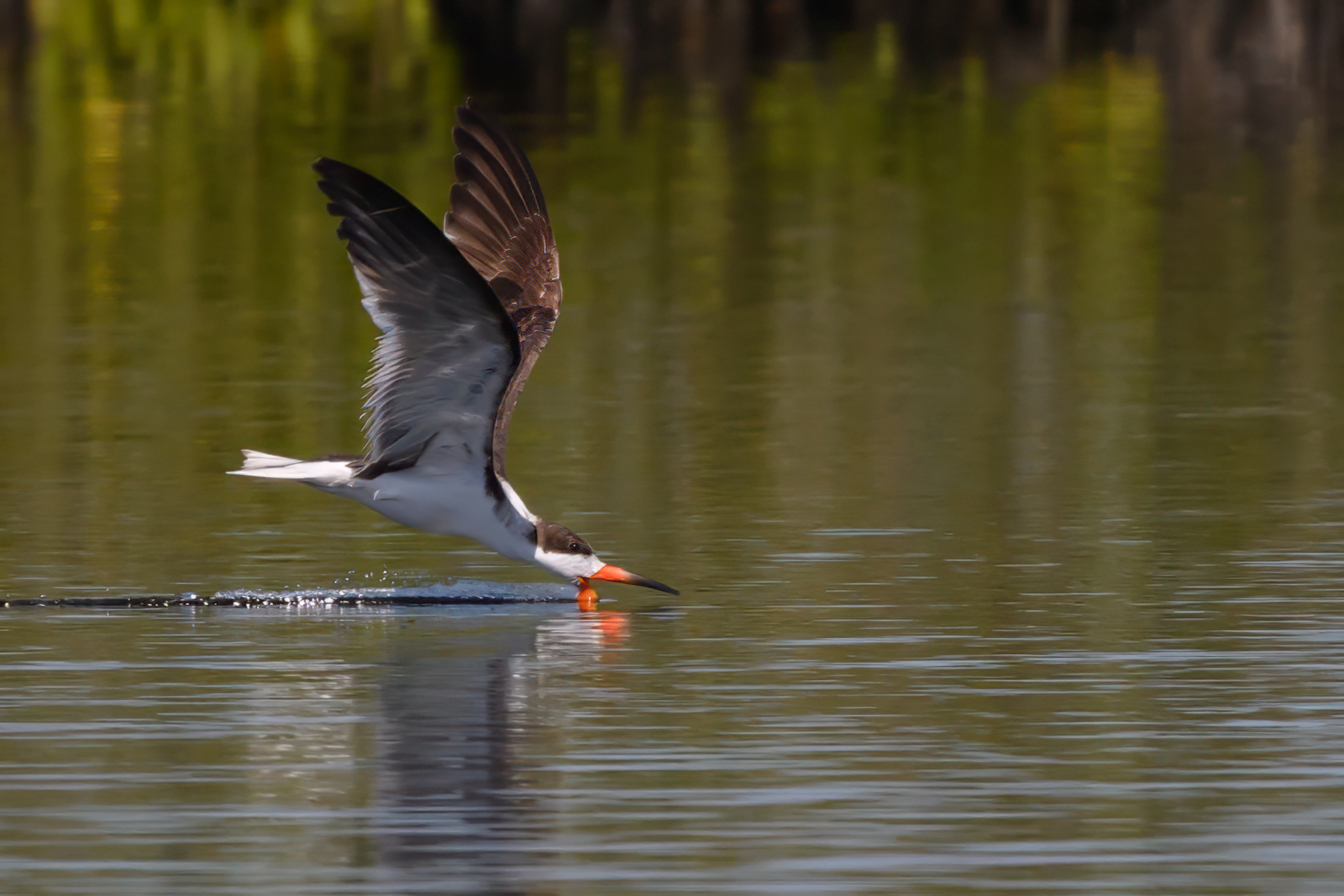 Black Skimmer