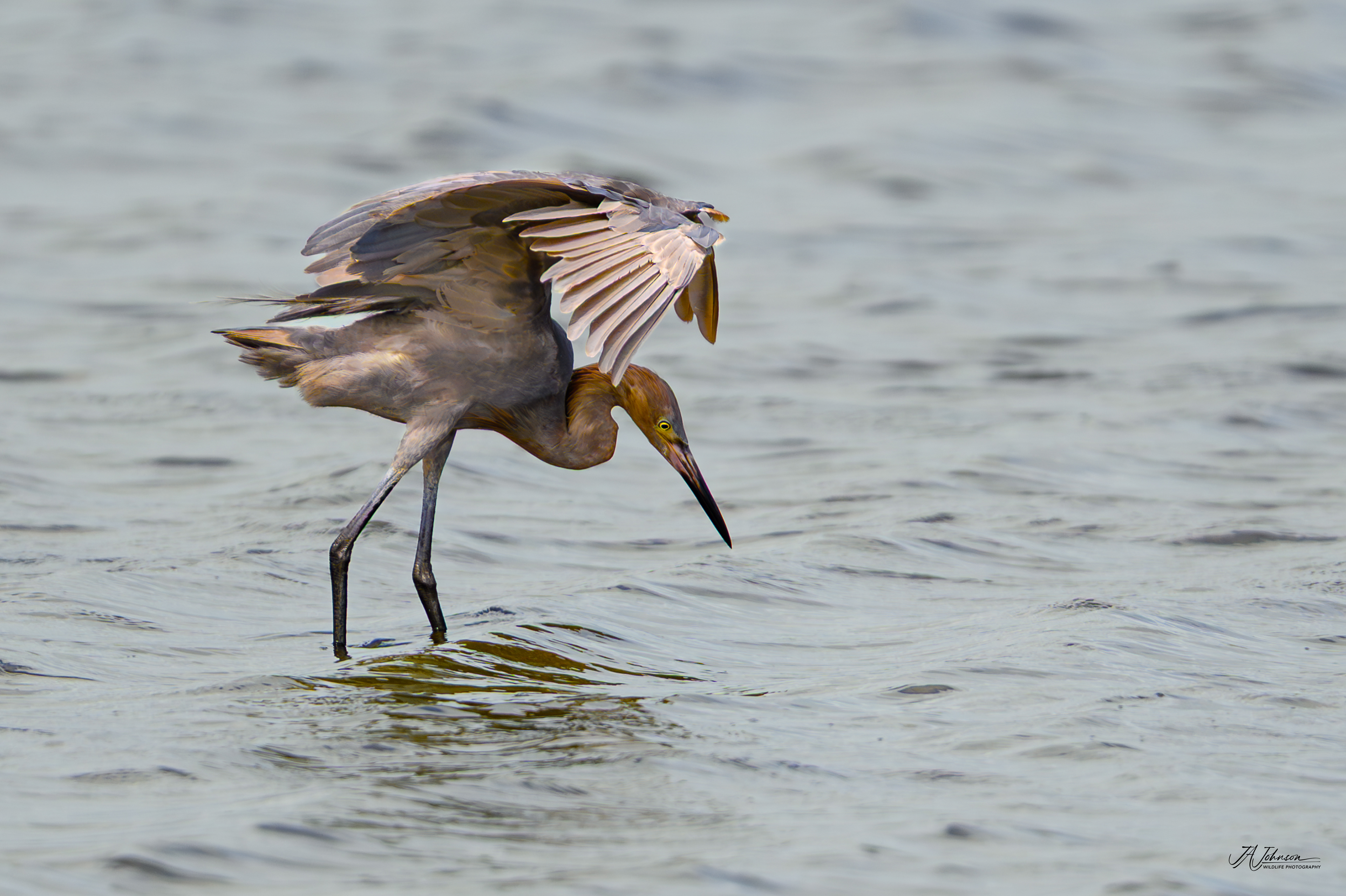 Reddish Egret at Merritt Island, Florida