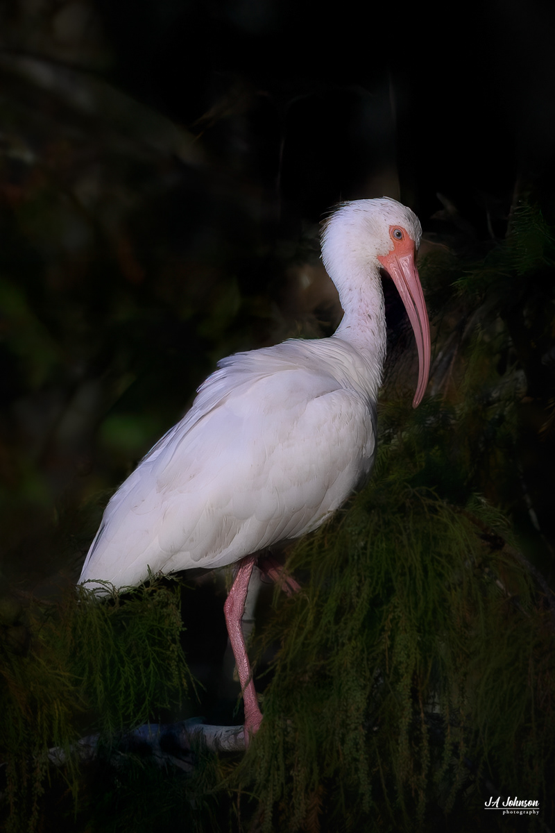 White Ibis