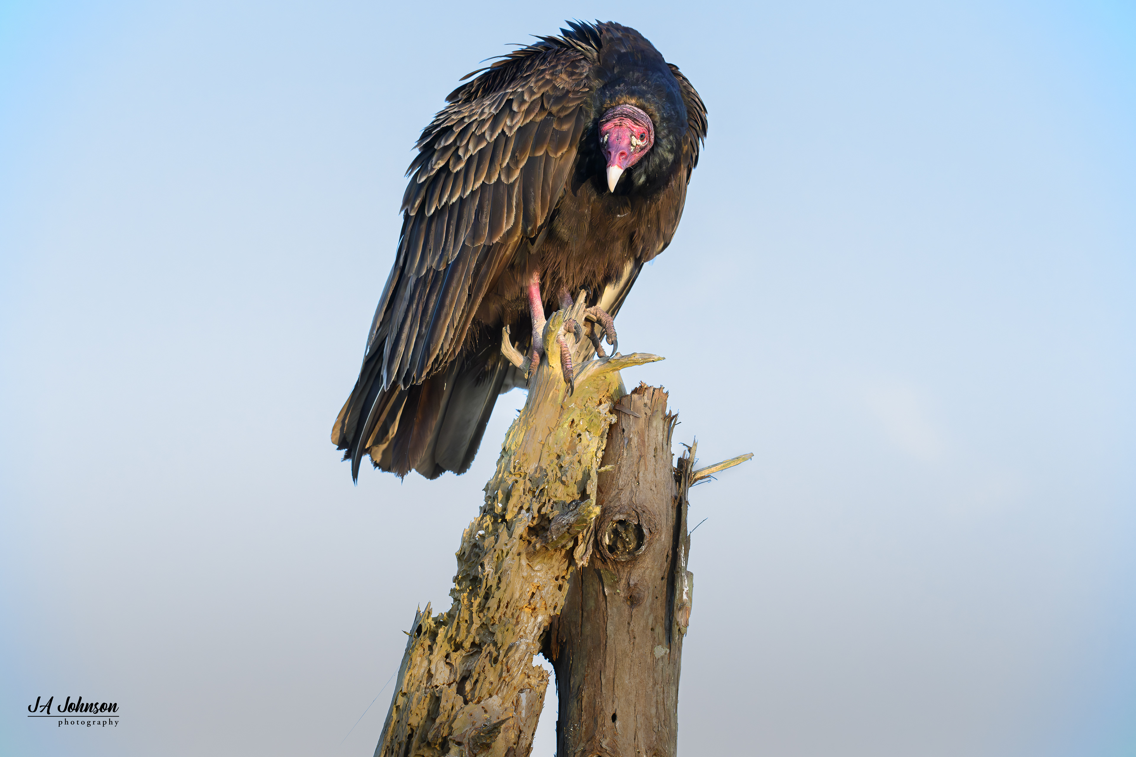 Turkey Vulture